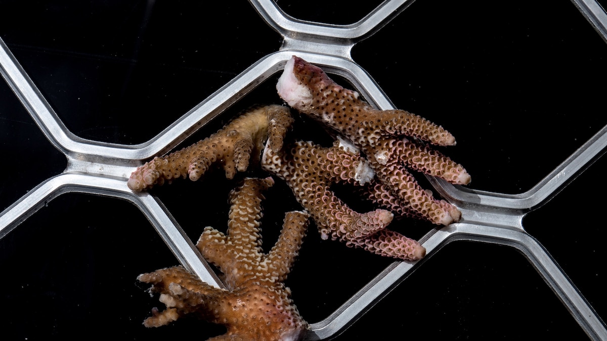 New science could save dying coral reefs, in the Great Barrier Reef and ...