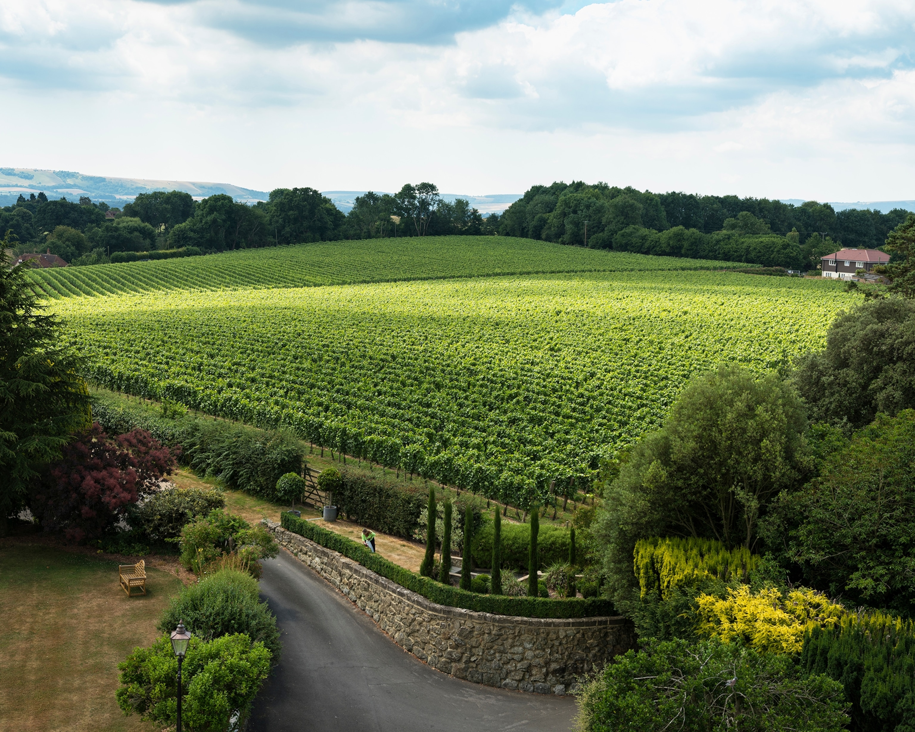 vineyard in southern England