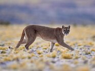 Puma Pet Puma Pet