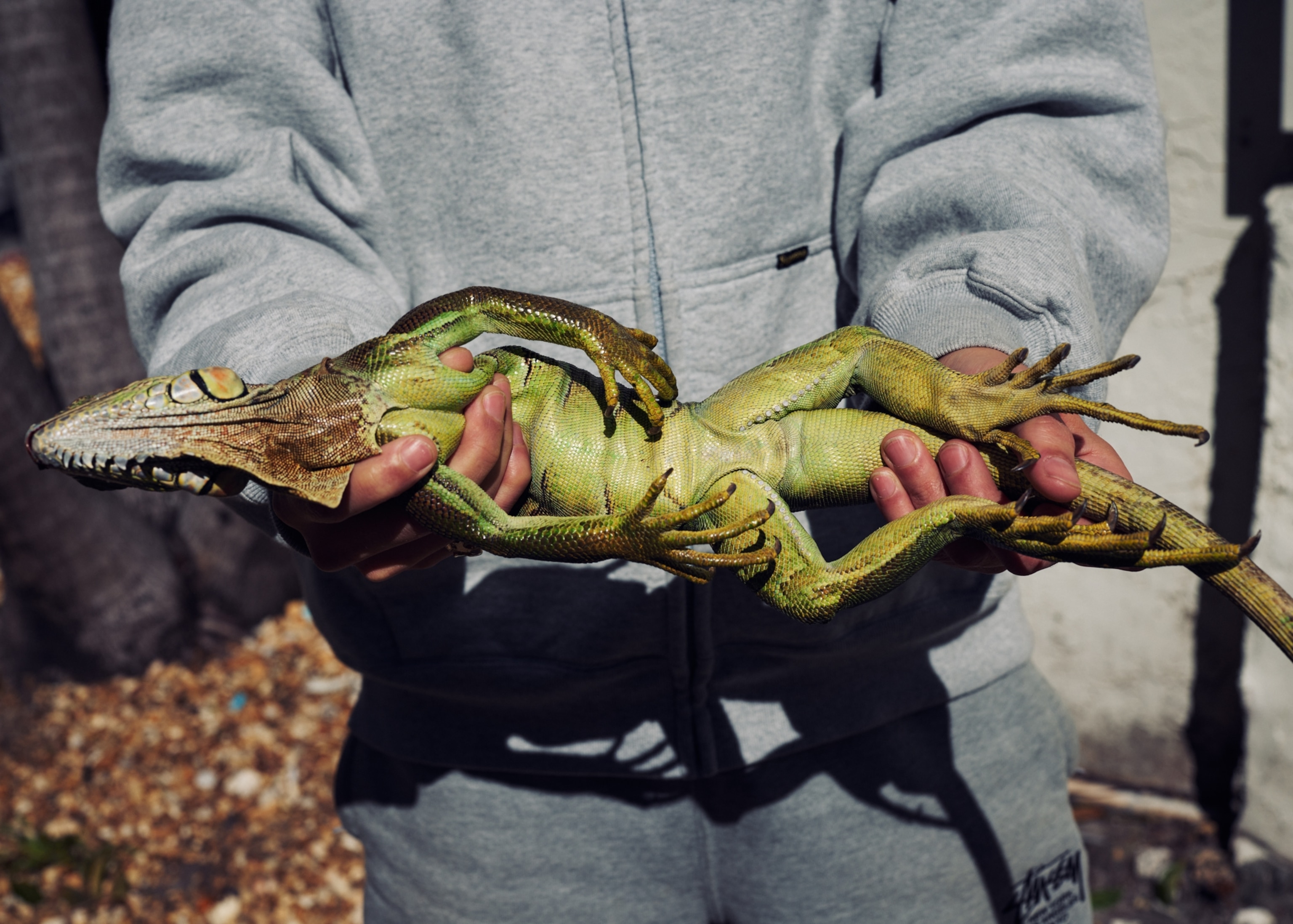 Pres Rodriguez discovered a frozen iguana on his balcony after stepping outside on Sunday, Feb. 1, 2026, in Miami, Florida.