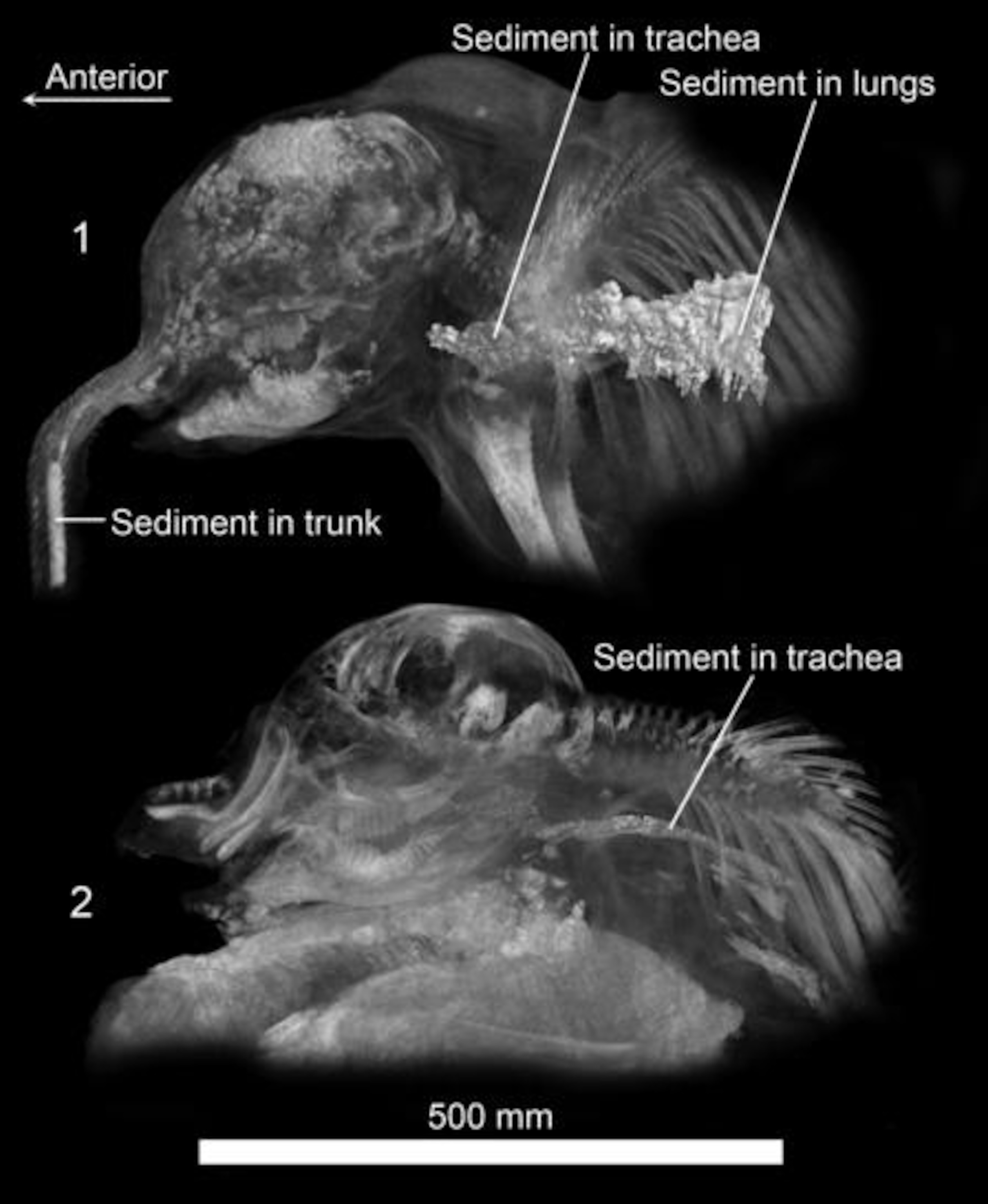 The respiratory tracts of both Lyuba and Khroma were clogged with sediment. Image from the University of Michigan Museum of Paleontology/AMNH.