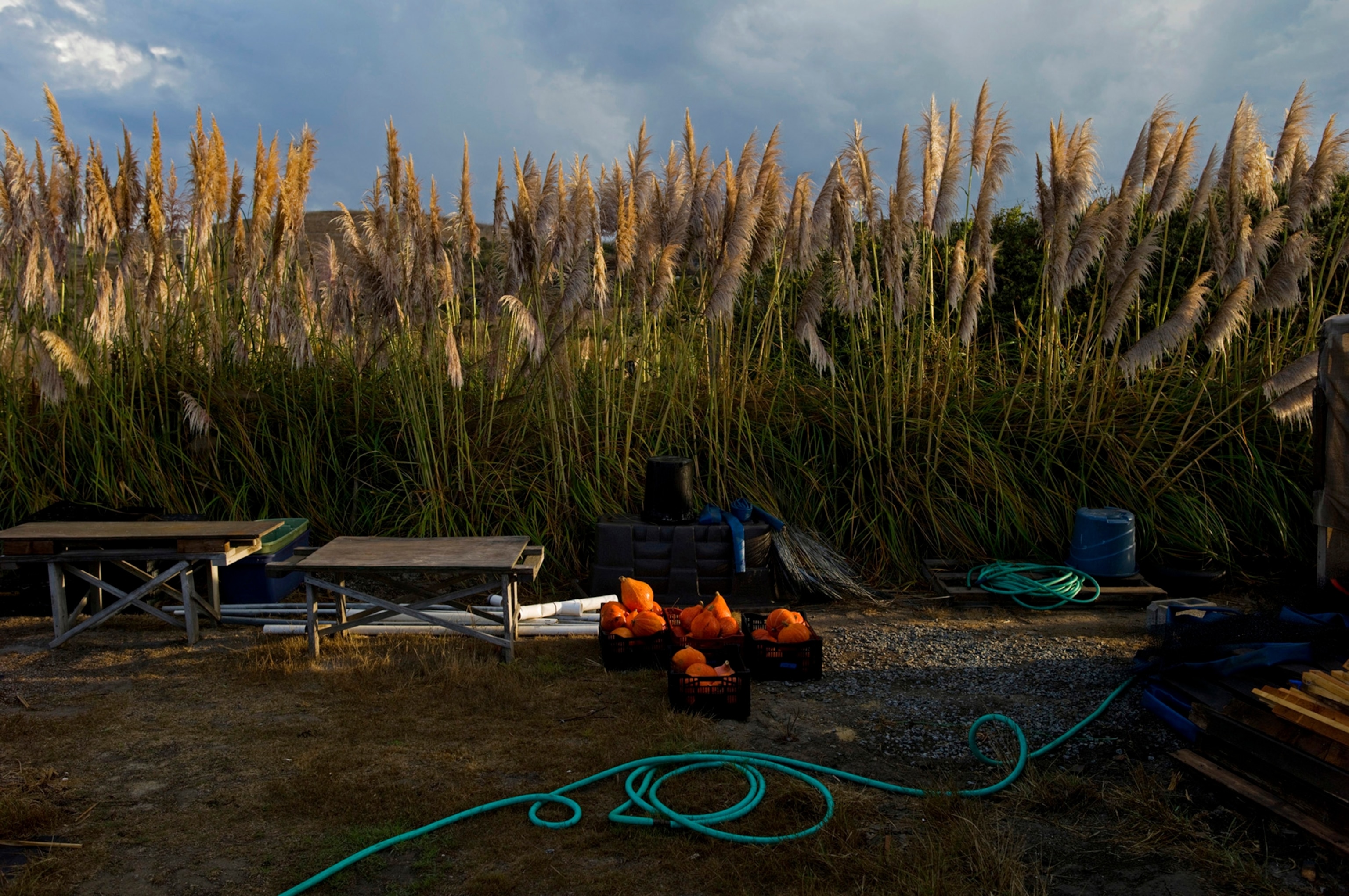 a box of produce in morning light