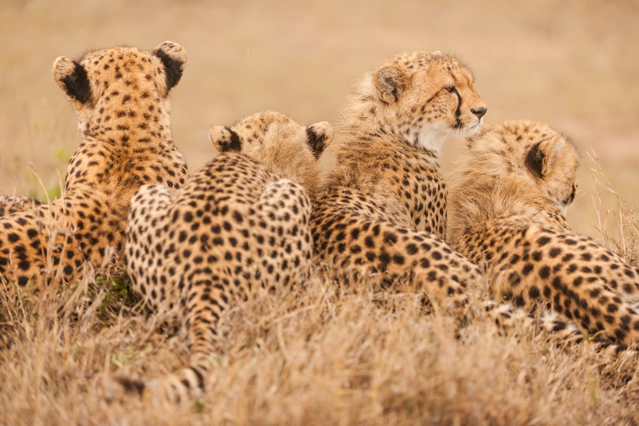 Cheetahs Are Dangerously Close to Extinction