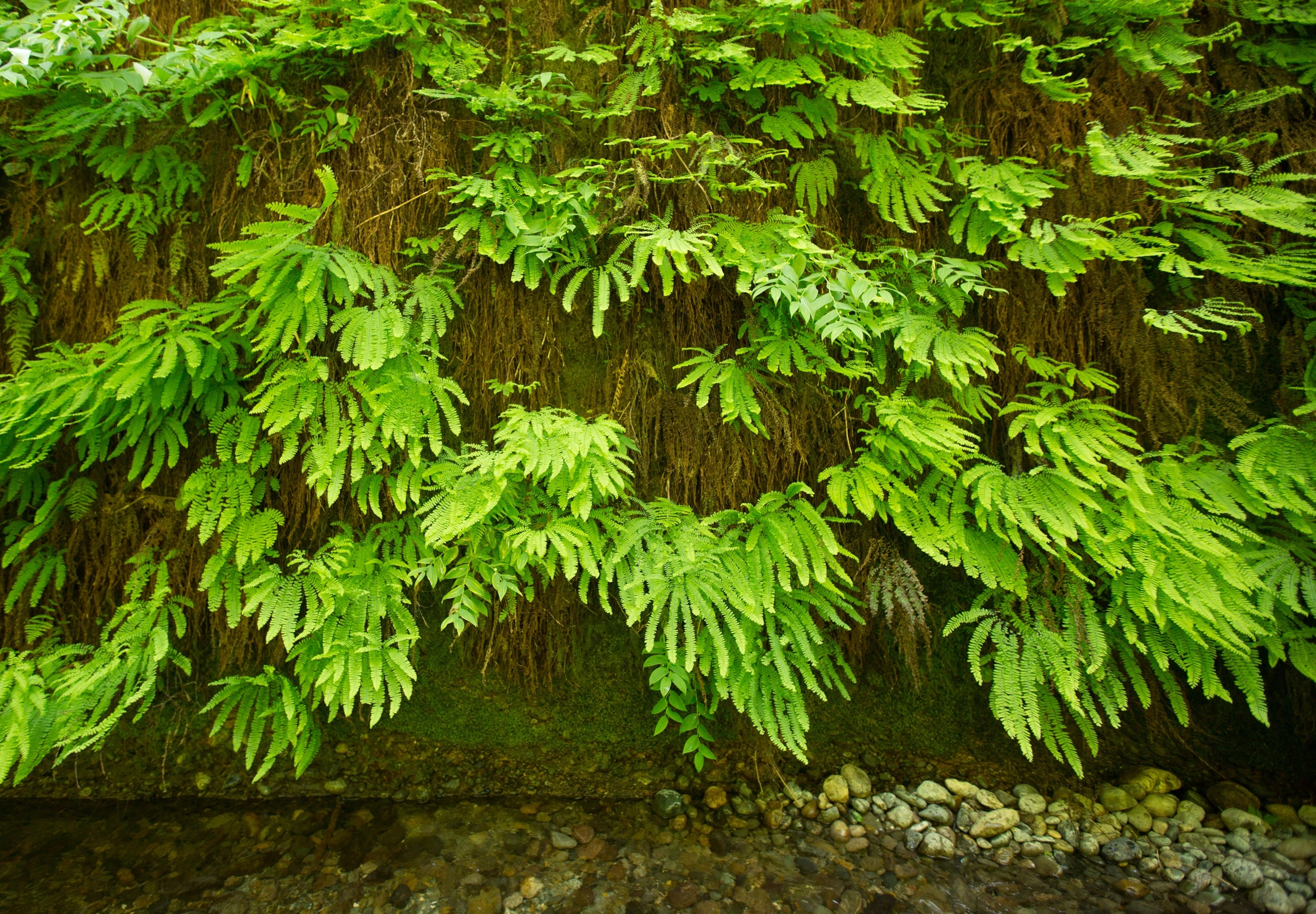 ferns in Fern Canyon in Prairie Creek Redwoods State Park, California
