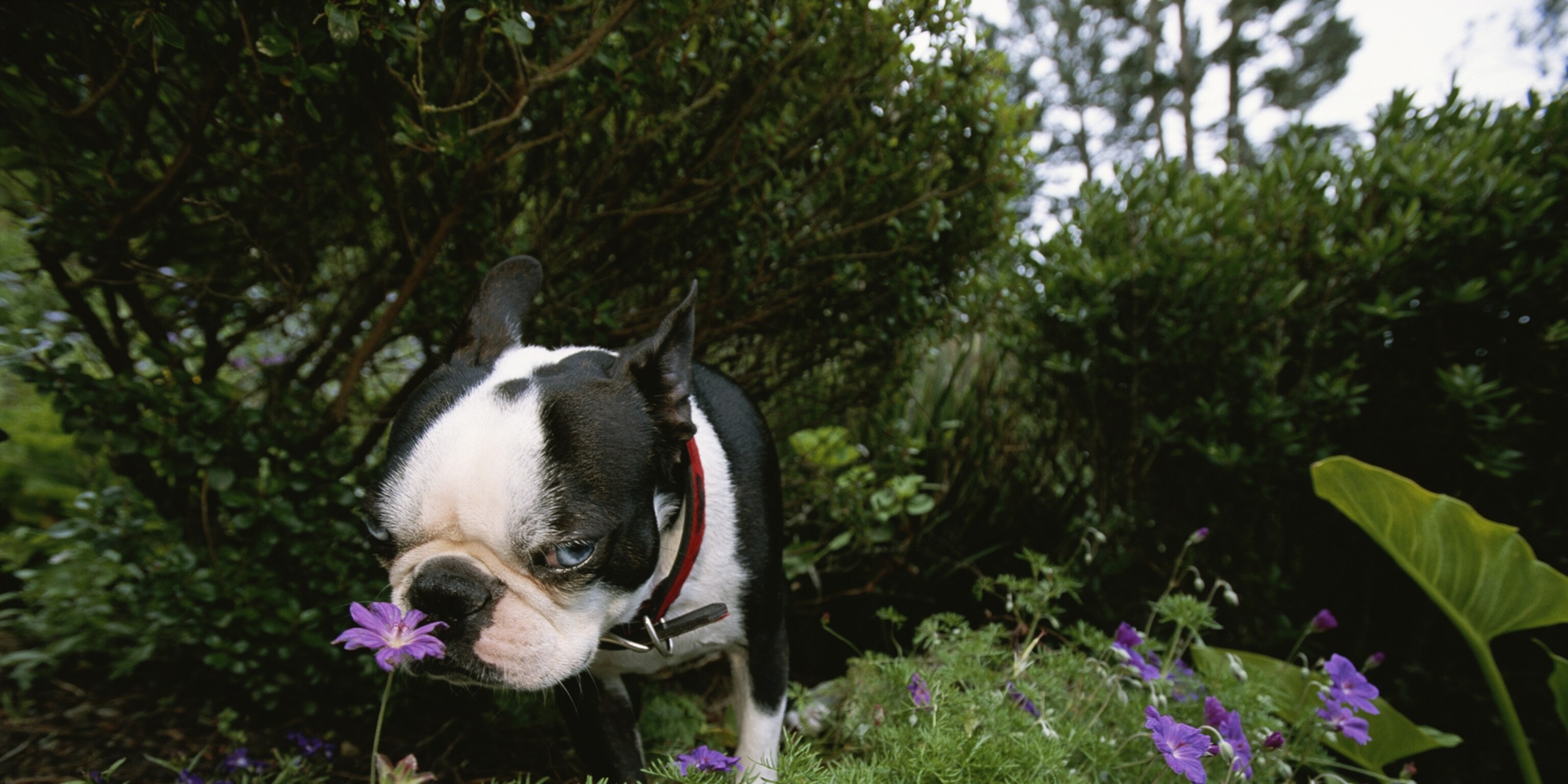 Why Do Dogs Lift Their Paw When Sniffing