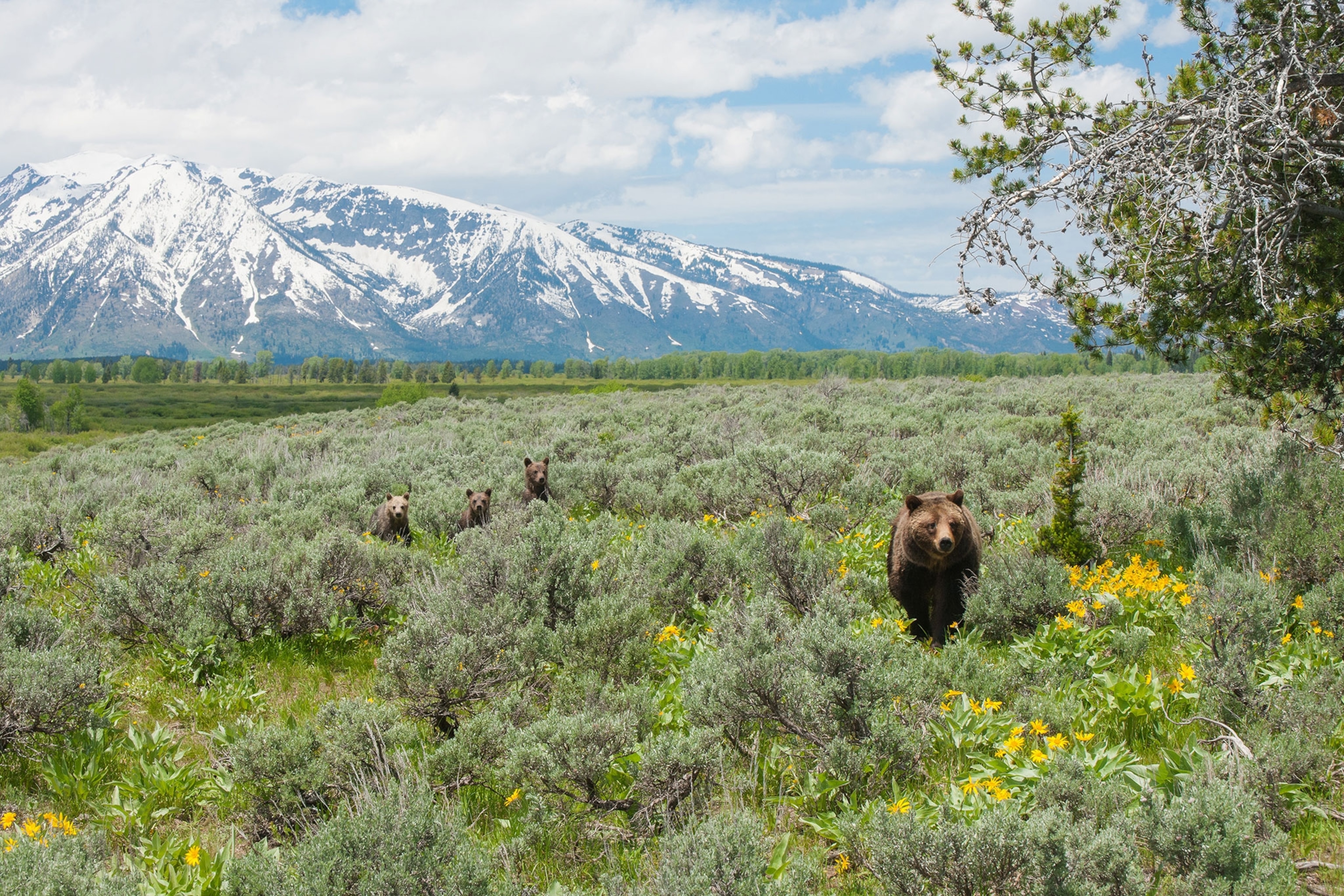Grizzly 399 and her cubs in Grand Teton National Park
