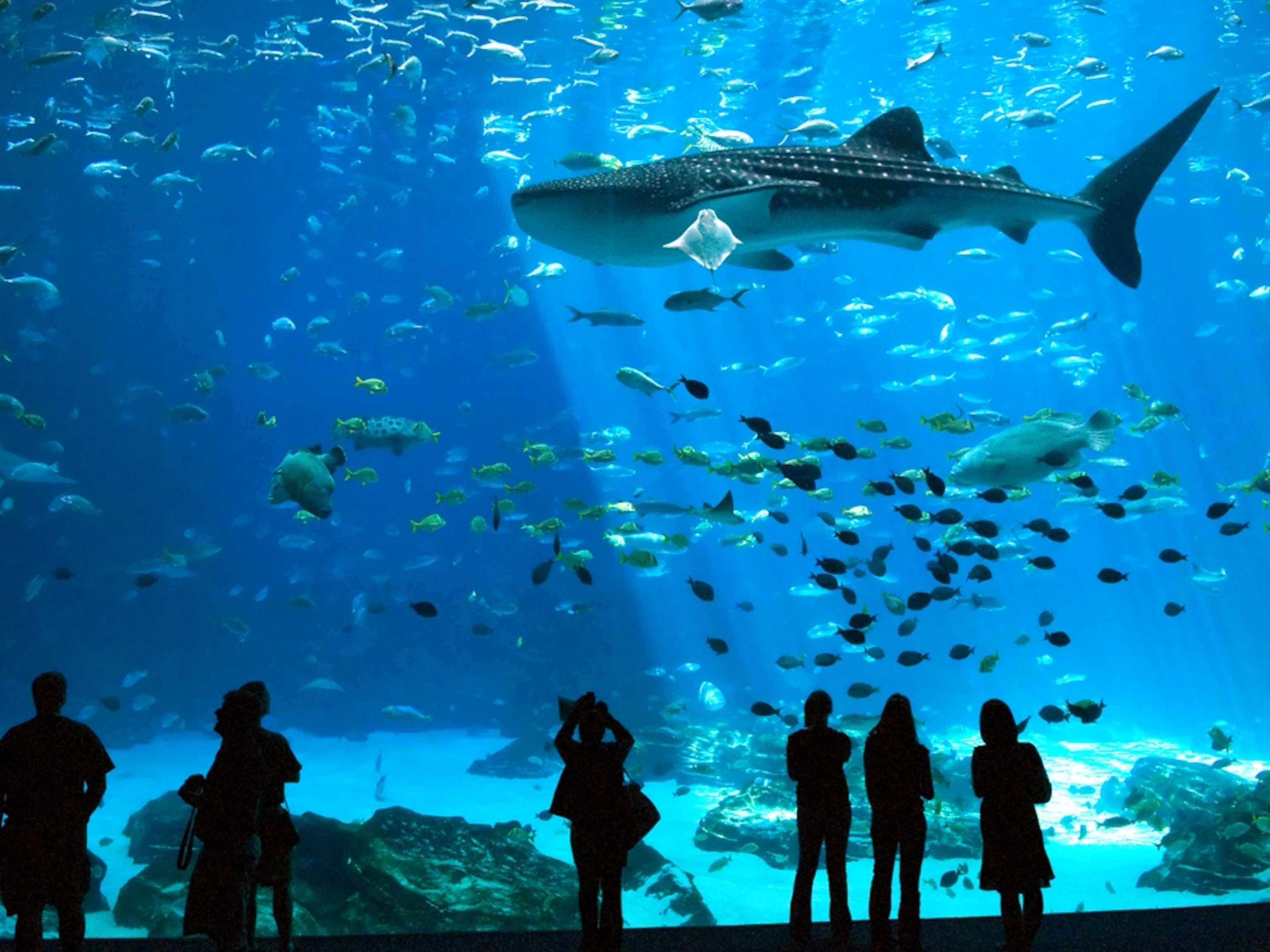 visitors watching fish at the Georgia Aquarium