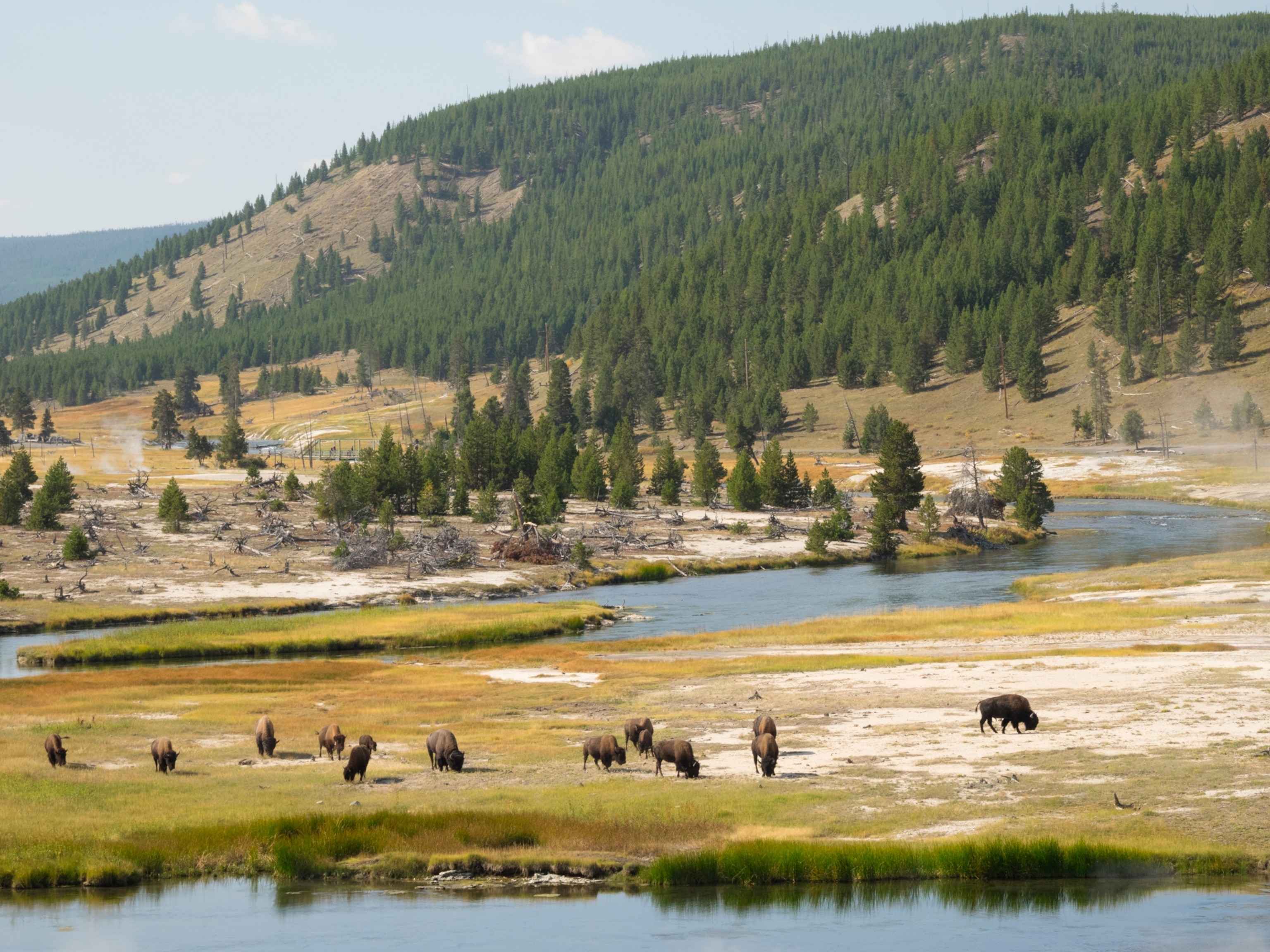 Bison herd and Firehole River