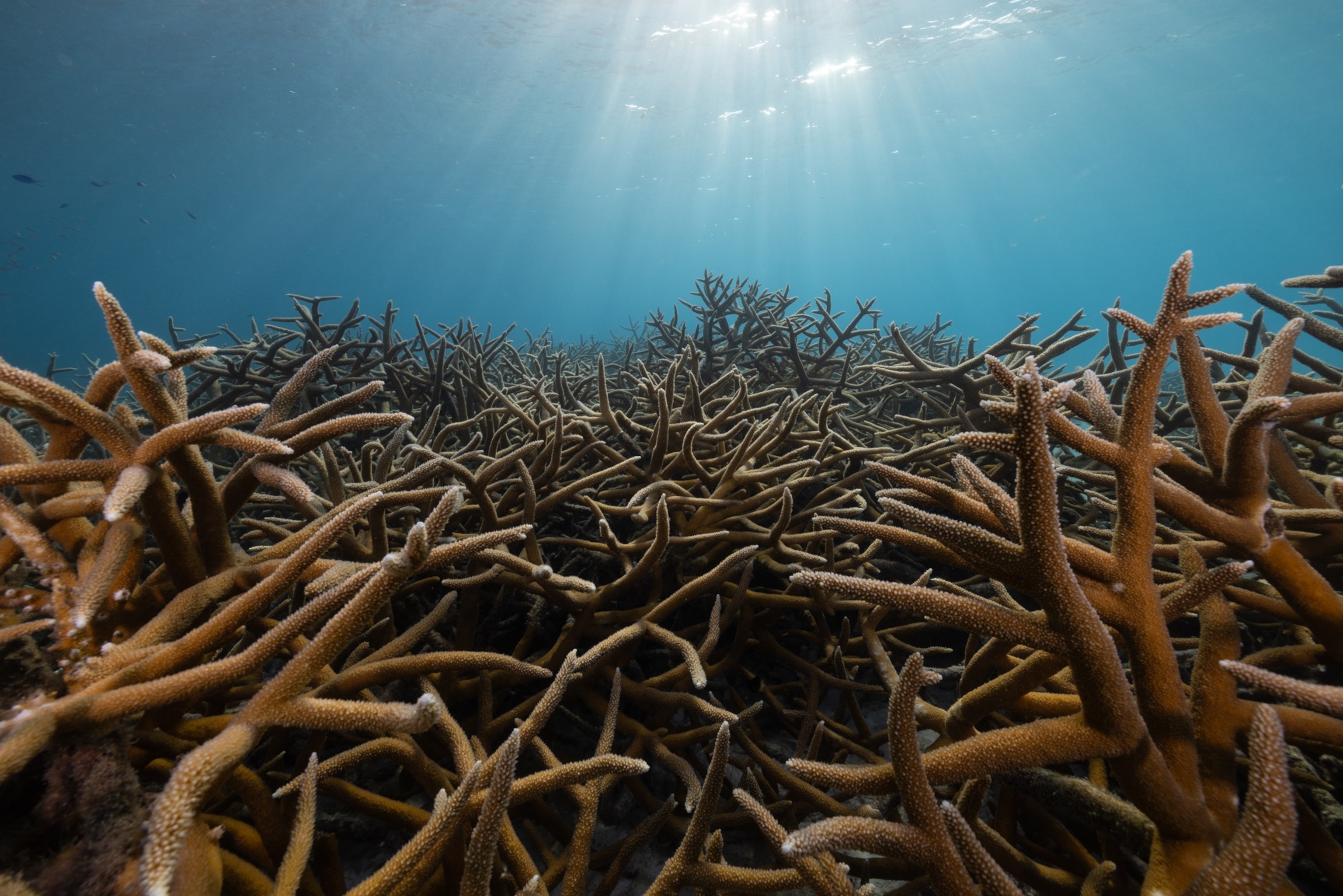 Light brown coral under water