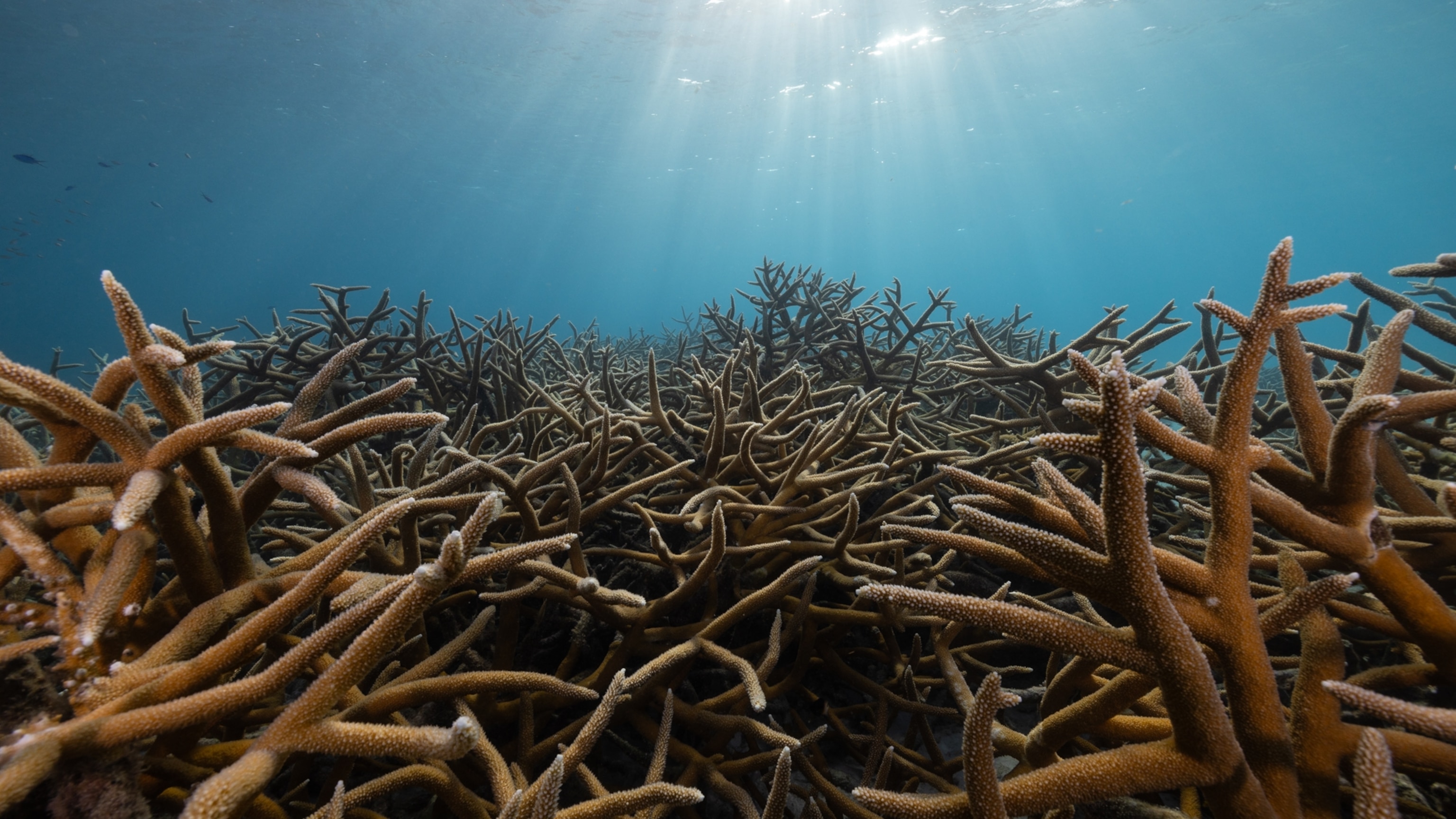 See How Much Corals Have Declined in Just 40 Years