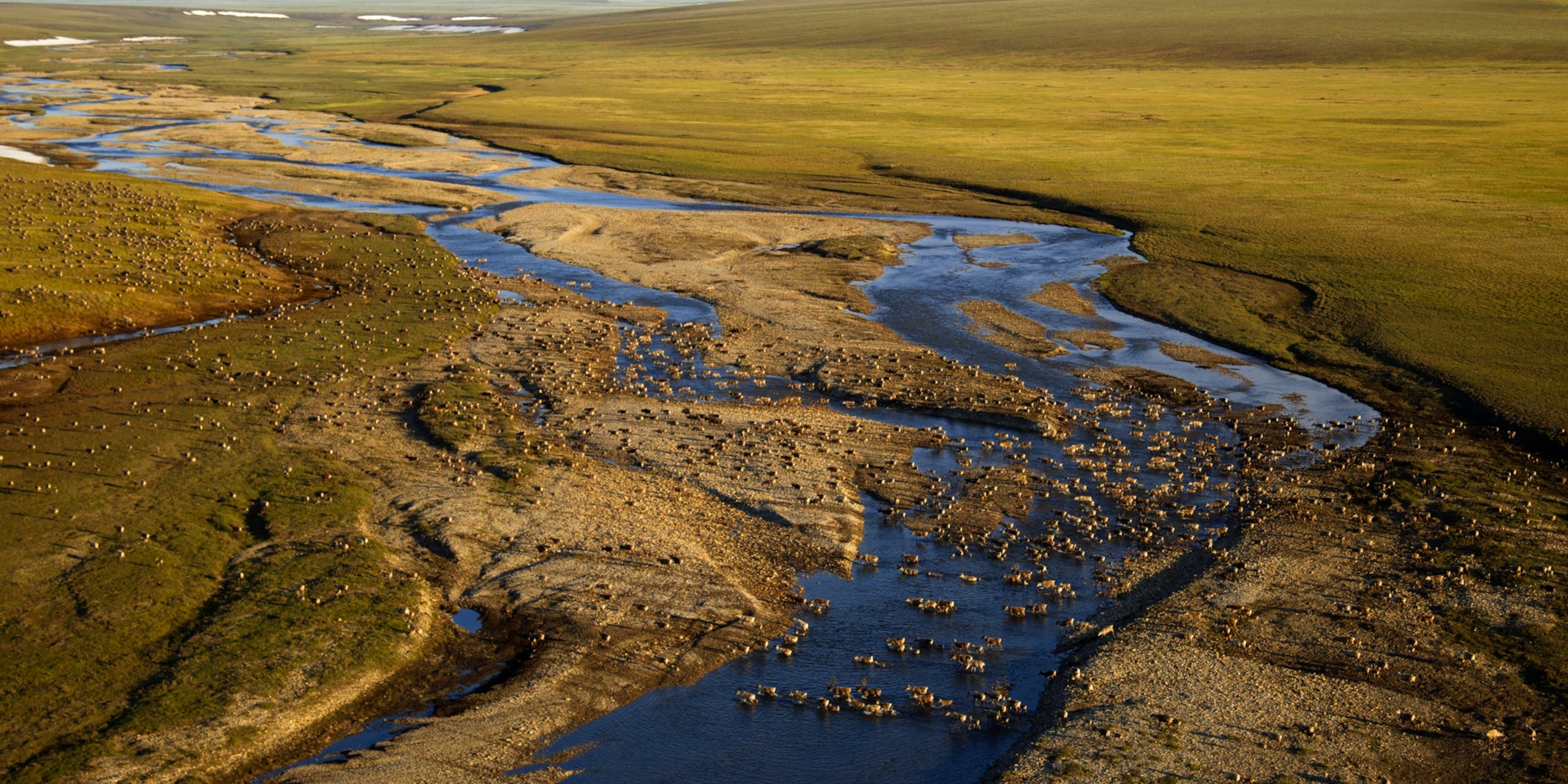 The Arctic National Wildlife Refuge Just Got A Reprieve But It S Not Safe Yet