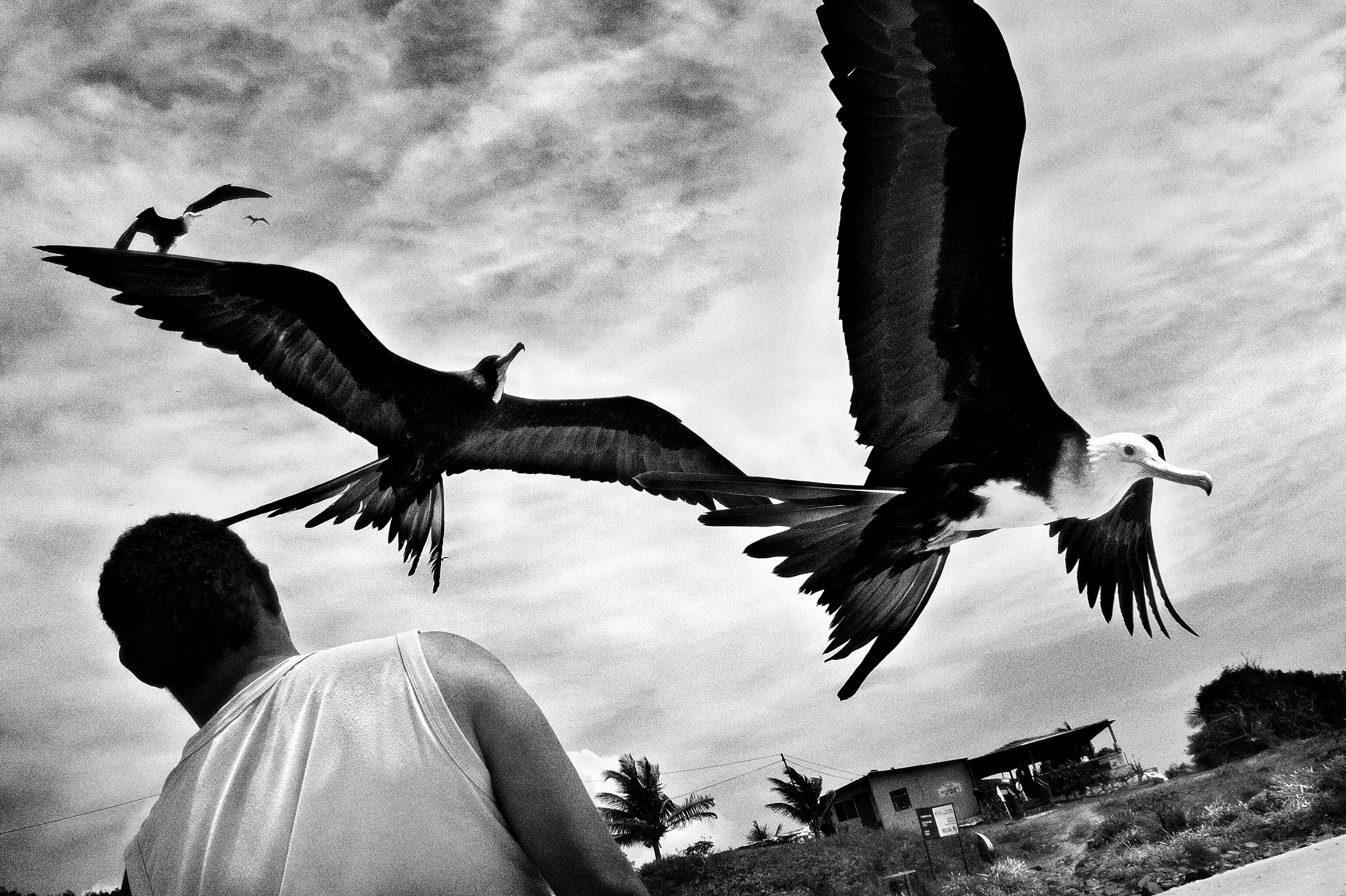 a frigate bird in Brazil