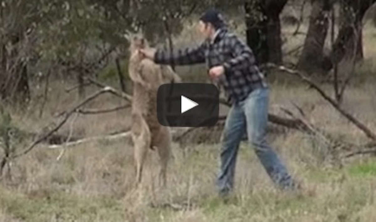 Man Who Punched Kangaroo to Save His Dog Risked His Life