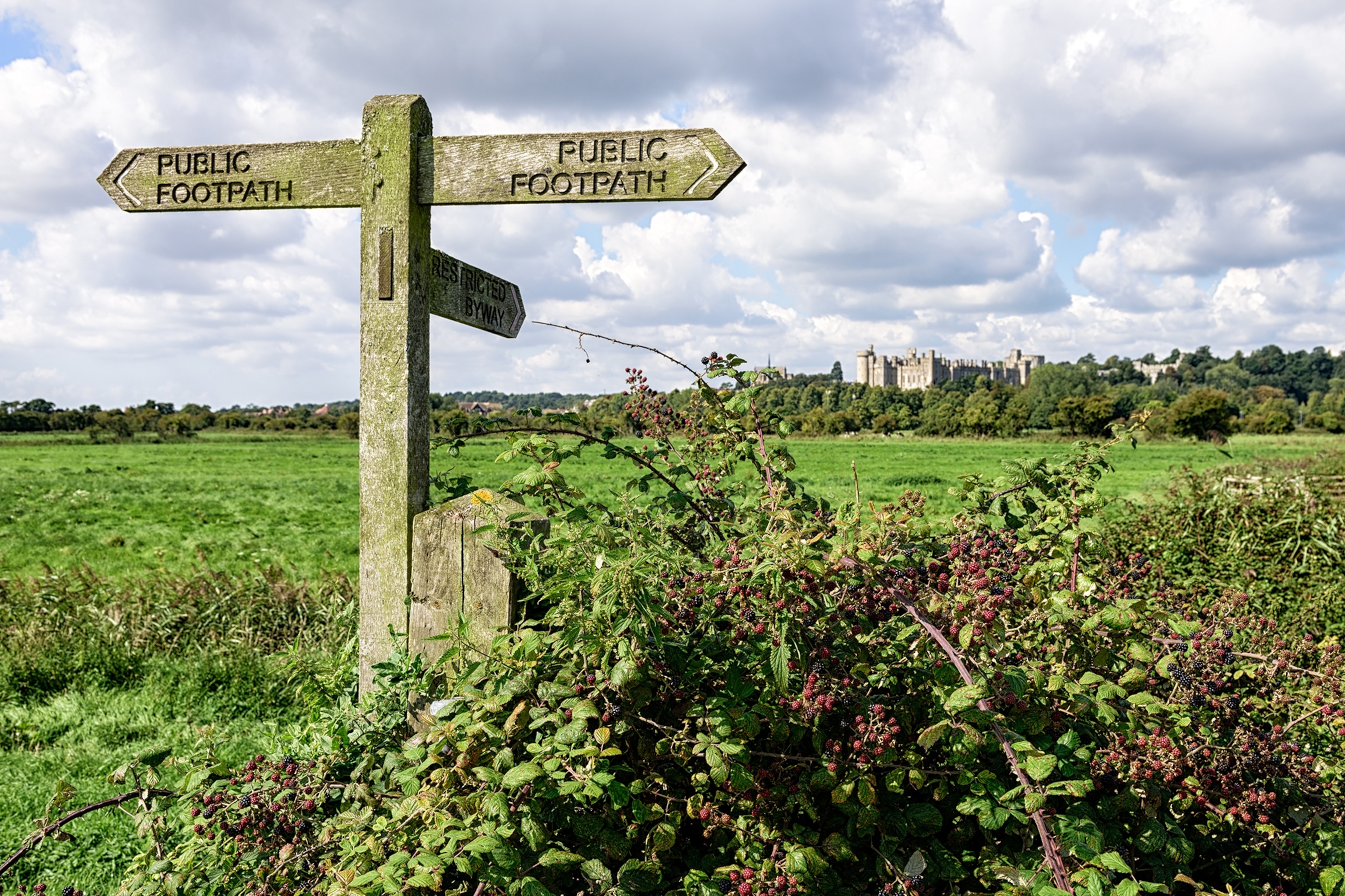 A weathered wooden signpost pointing in three different directions surrounded by a wild bush of blackberries and lush fields.