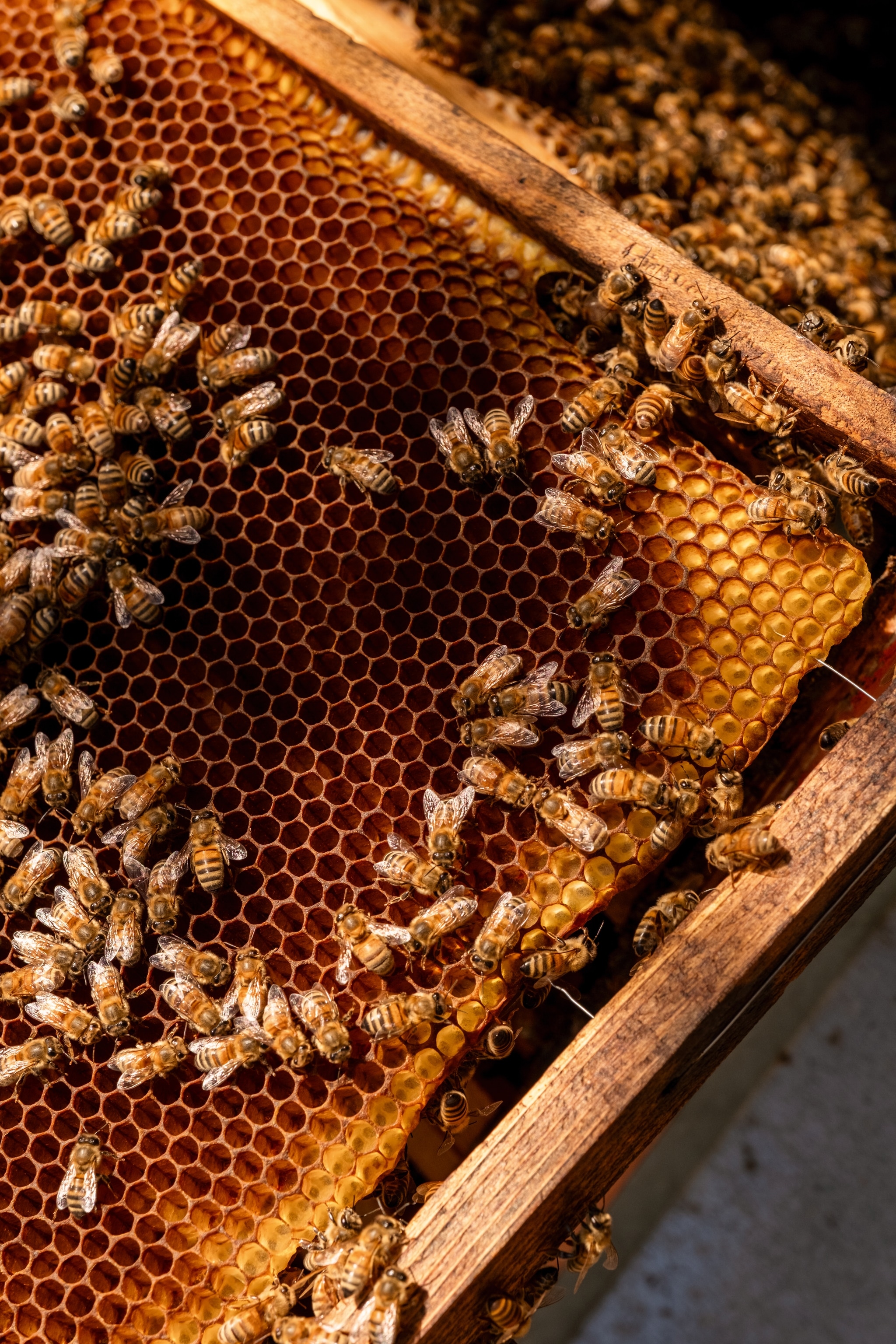 Bees in a hive