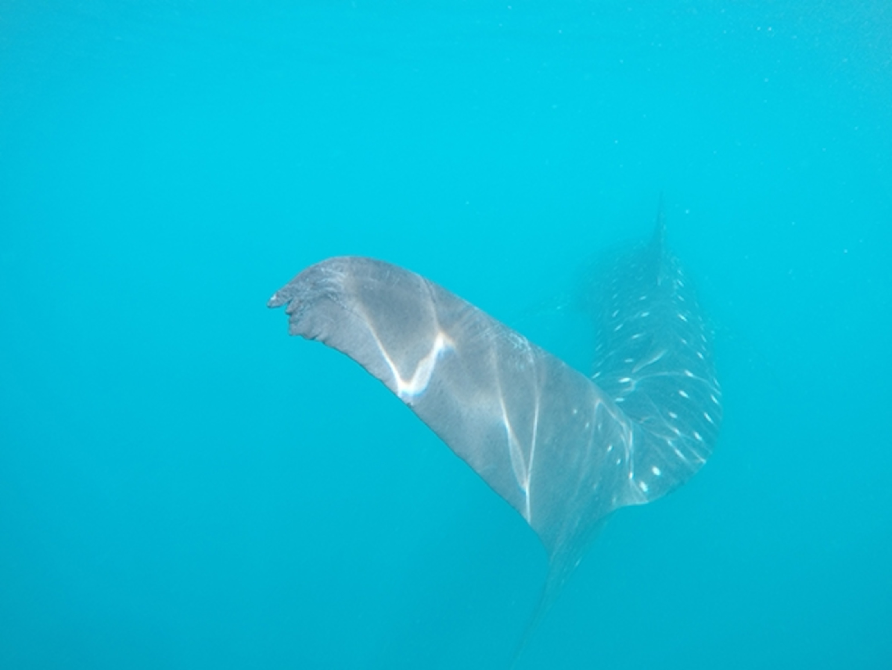 A whale shark tails itself through the clear waters off the coast of La Paz, Mexico; Photograph by Max Lowe