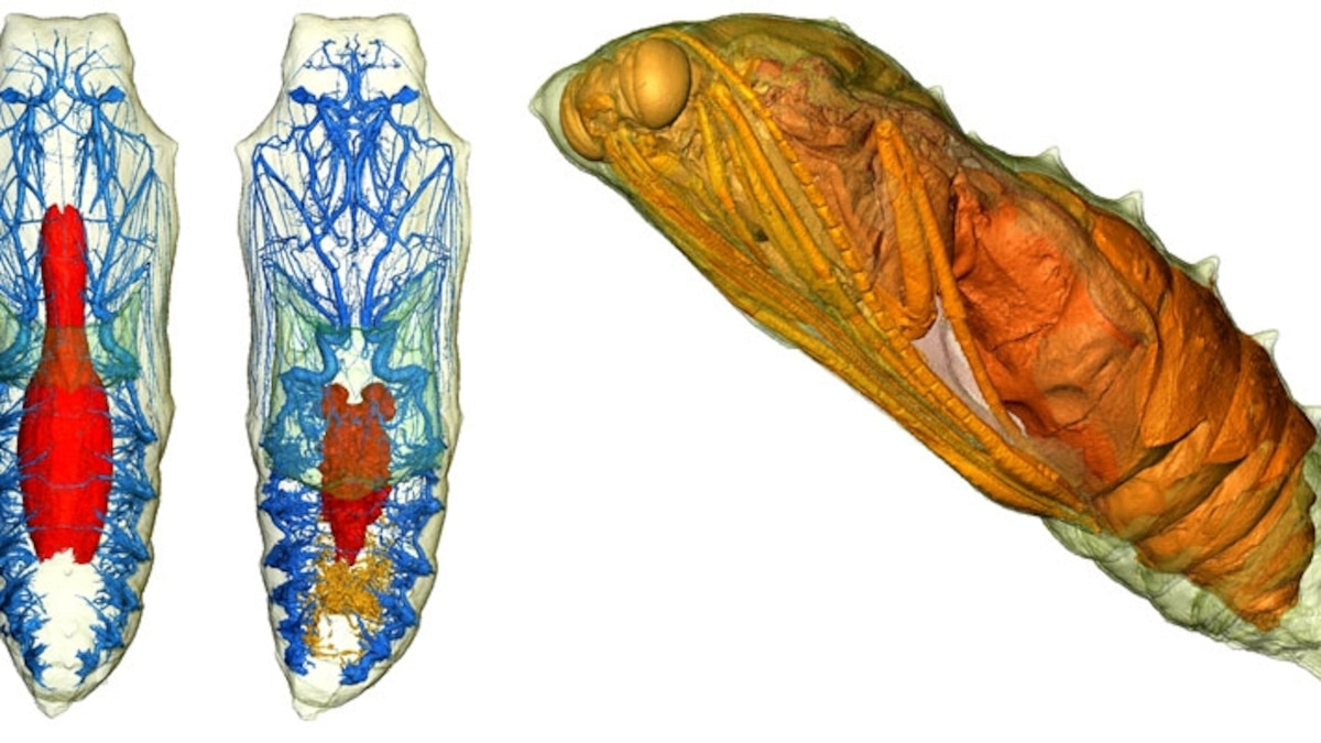 3D Scans Reveal Caterpillars Turning Into Butterflies