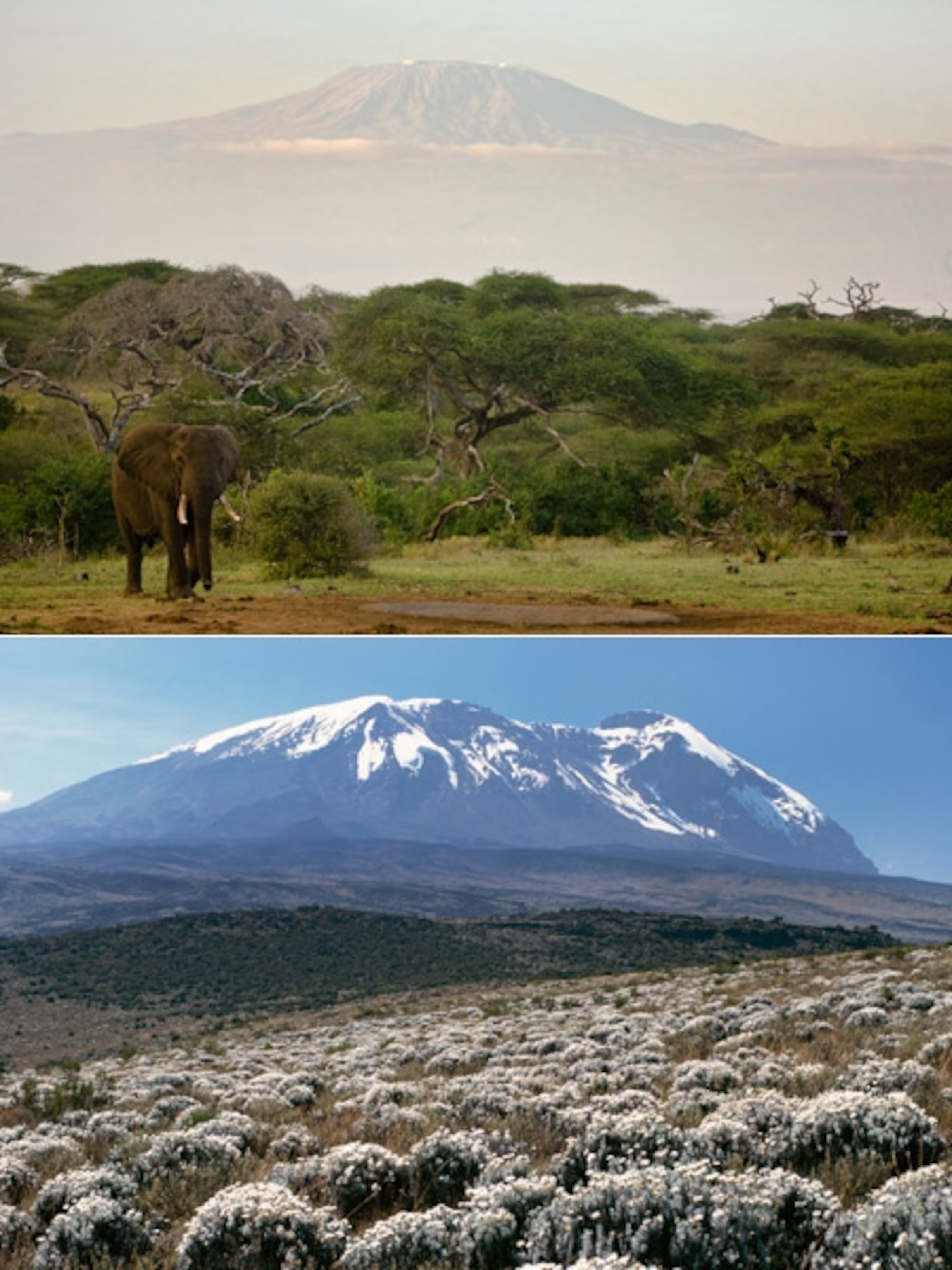 A before-and-after picture of Mount Kilimanjaro's disappearing snow for World Water Day pictures gallery