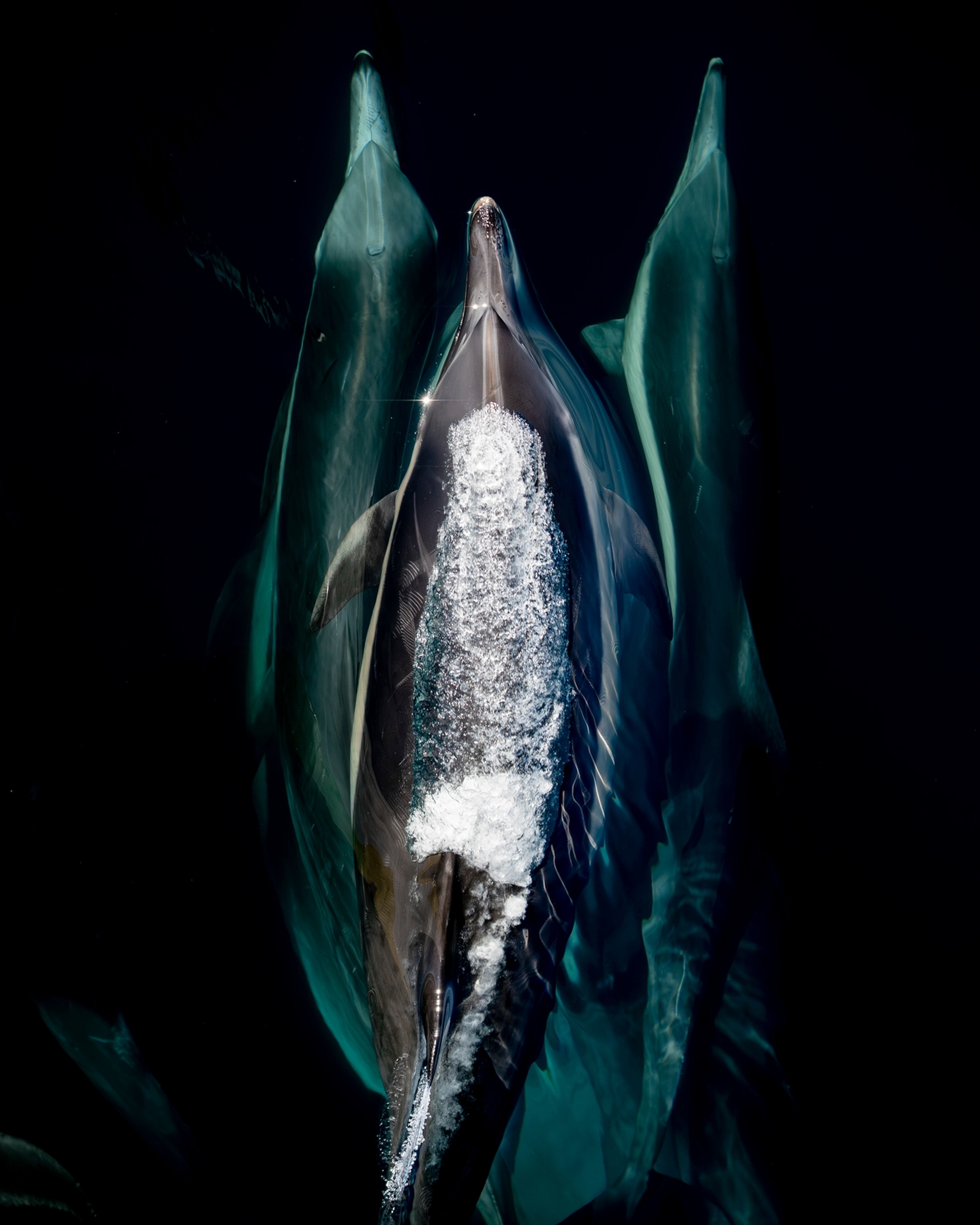 A dolphin swims at the surface of dark blue water with two other dolphins swimming below and on either side of the one on top.