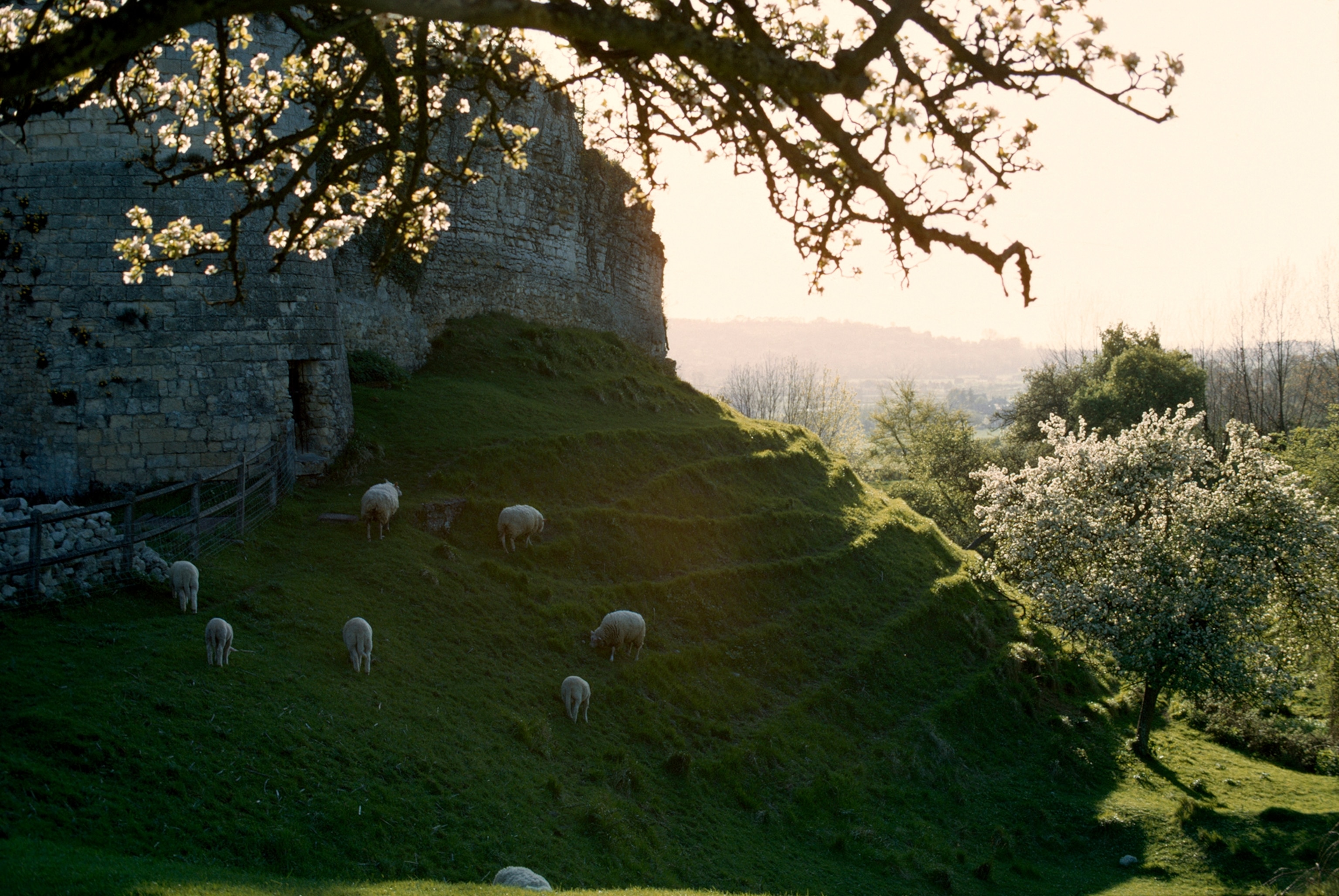 Sheep graze on verdant hill beneath ruined ramparts of castle.
