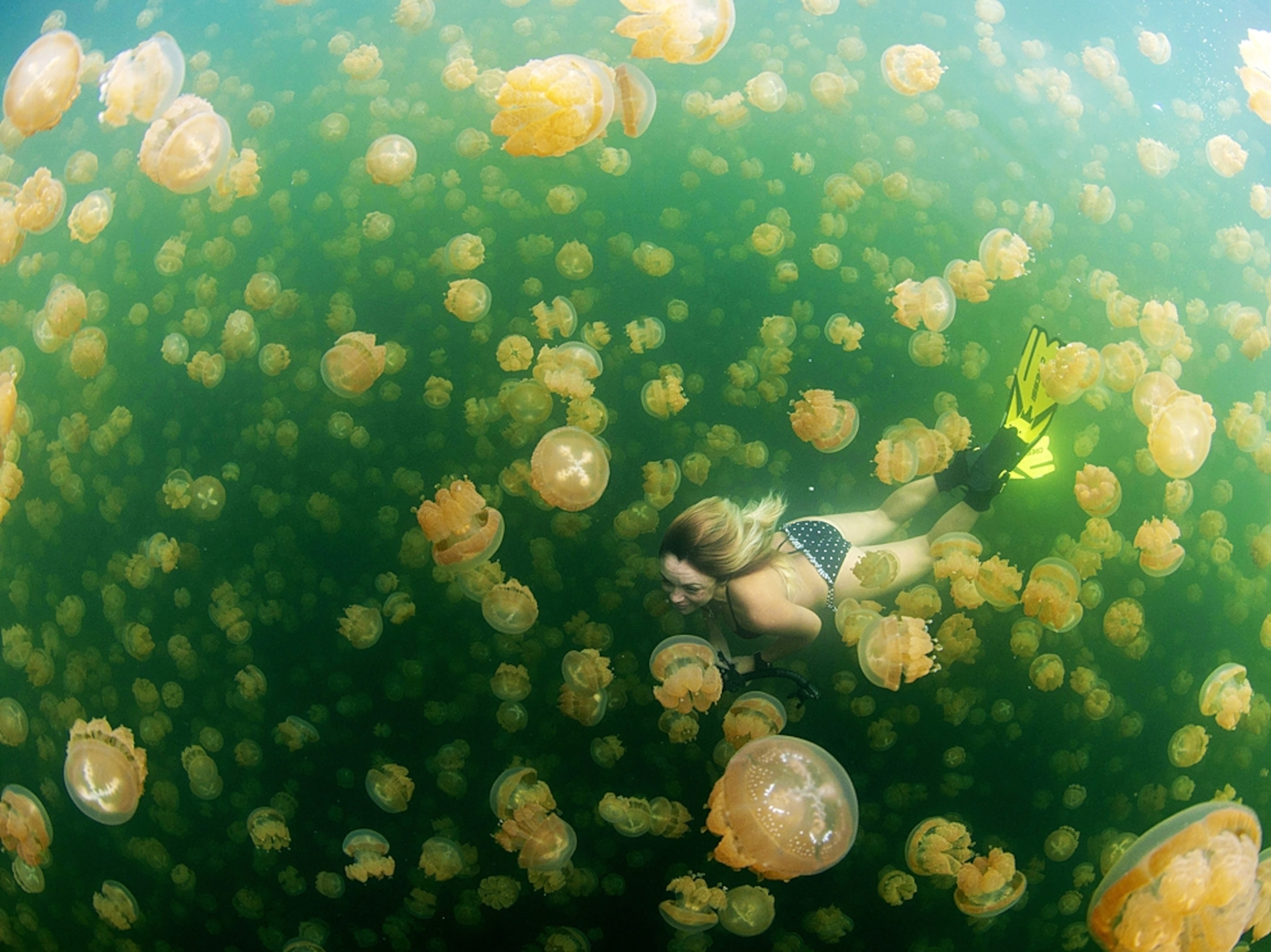 a swimmer in Jellyfish Lake, Palau