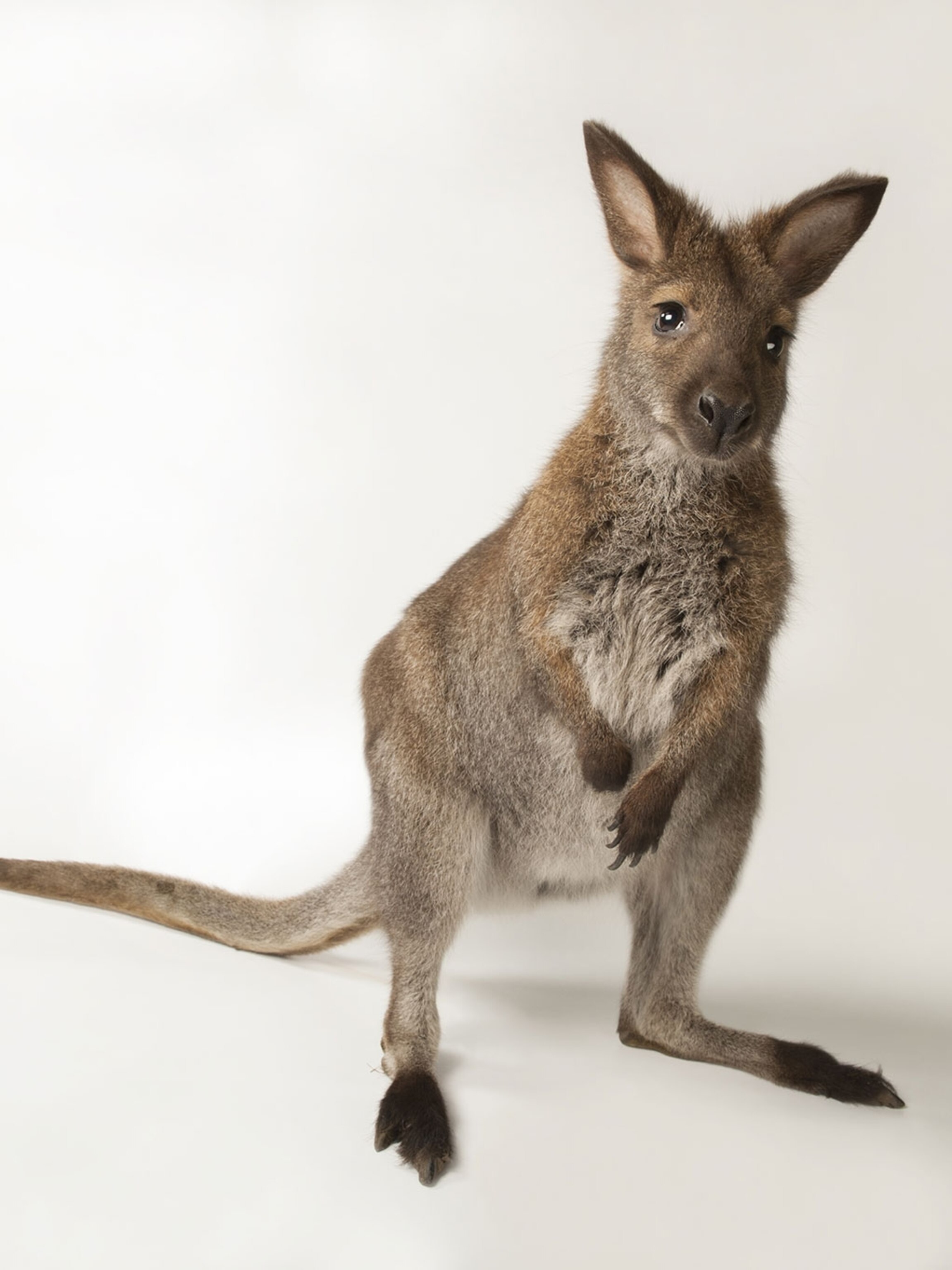 Rare Tree Kangaroo Reappears After picture