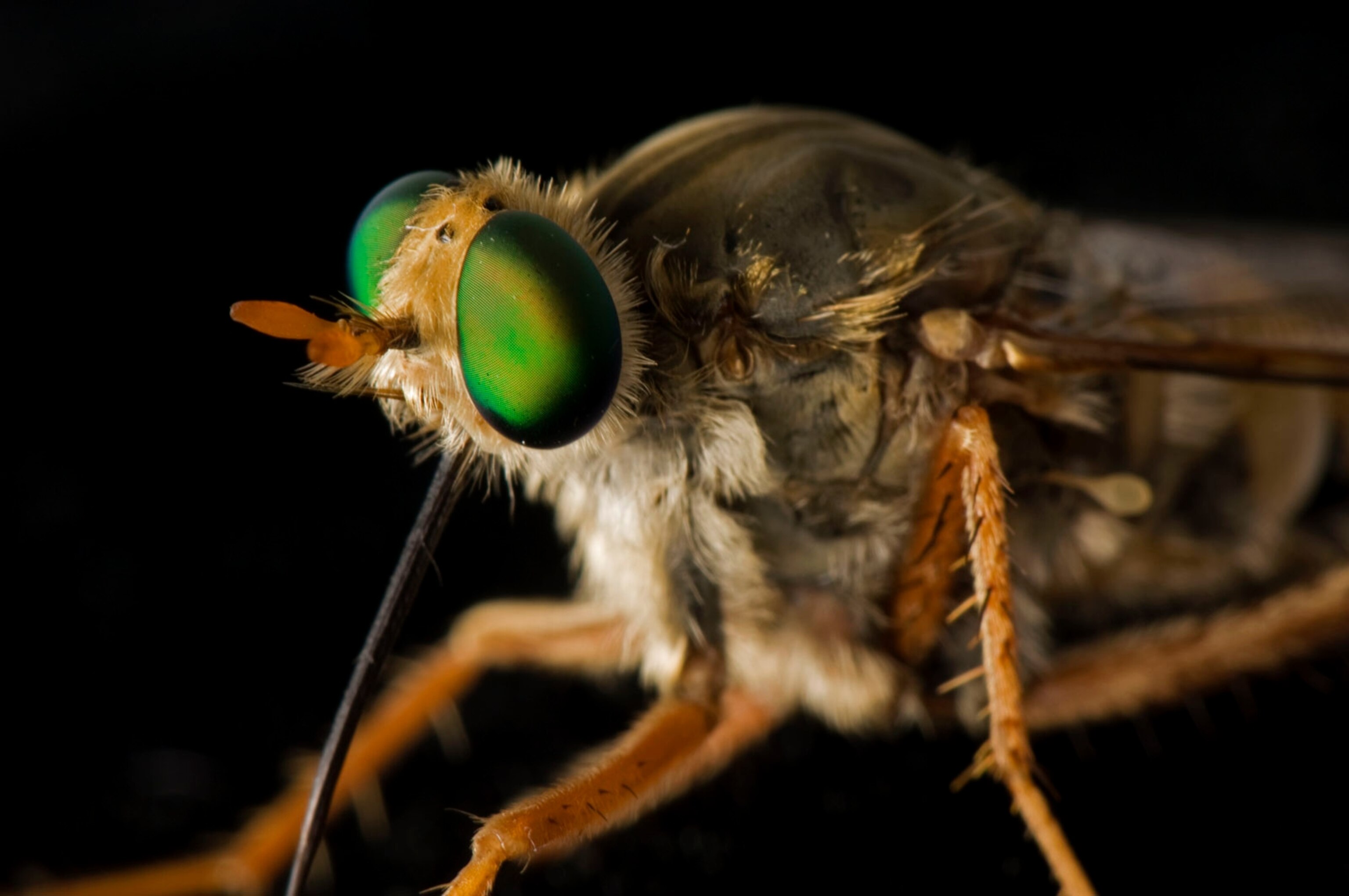 a Delhi sands flower-loving fly