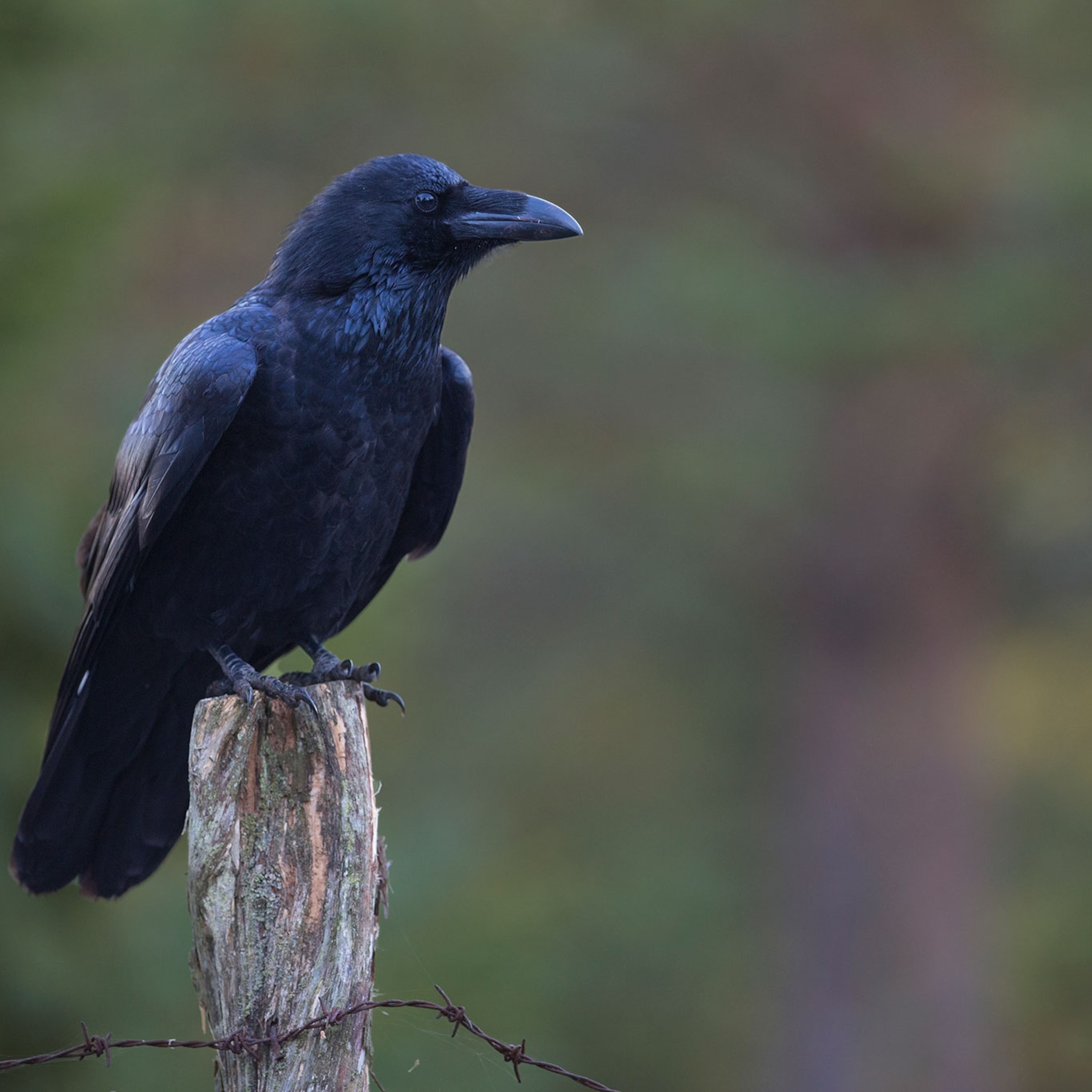 Ravens Are Evolving, and Not in the Way You'd Expect