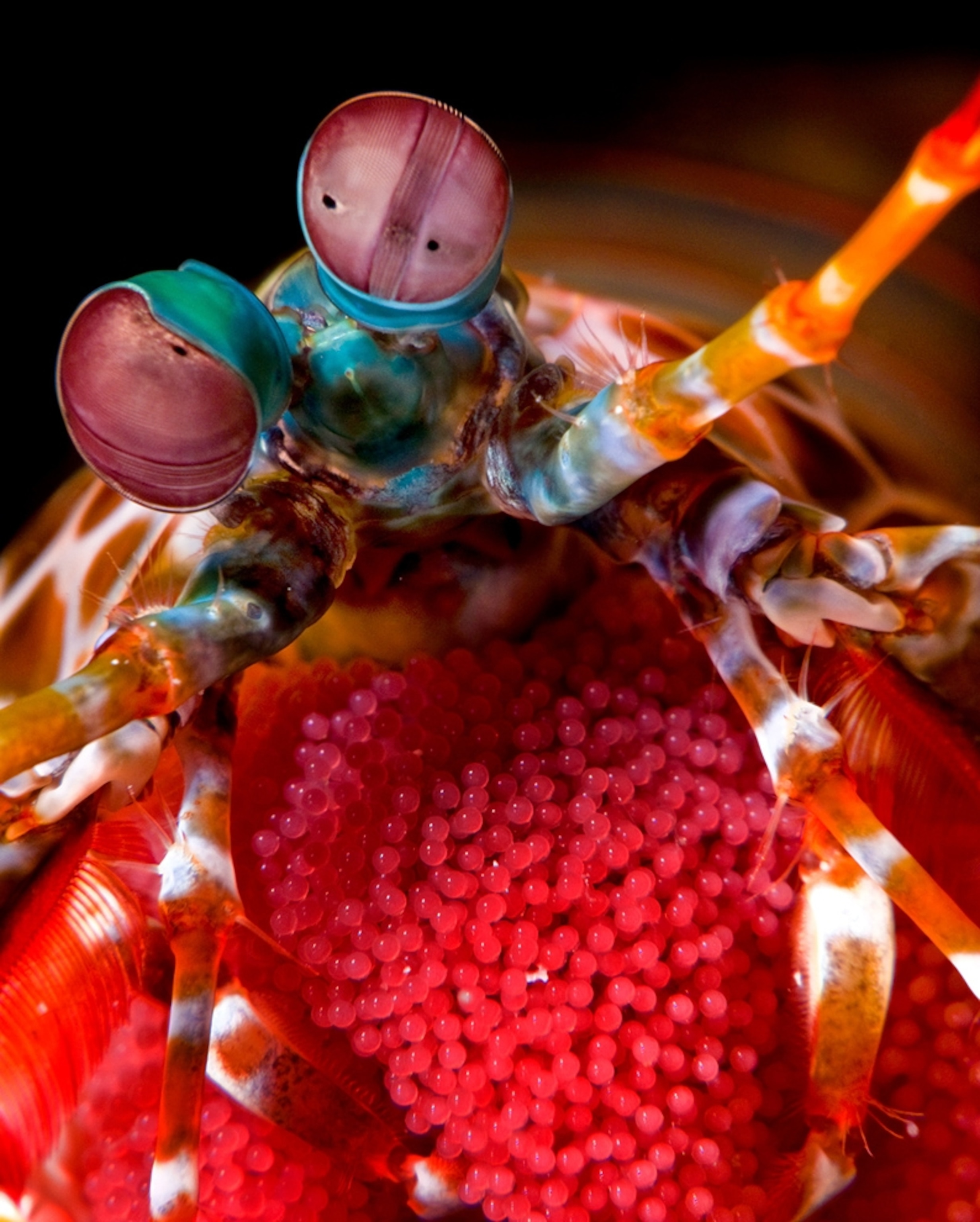 A mantis shrimp stars in one of the award-winning pictures in the fourth annual Deep Indonesia International Underwater Photo Competition