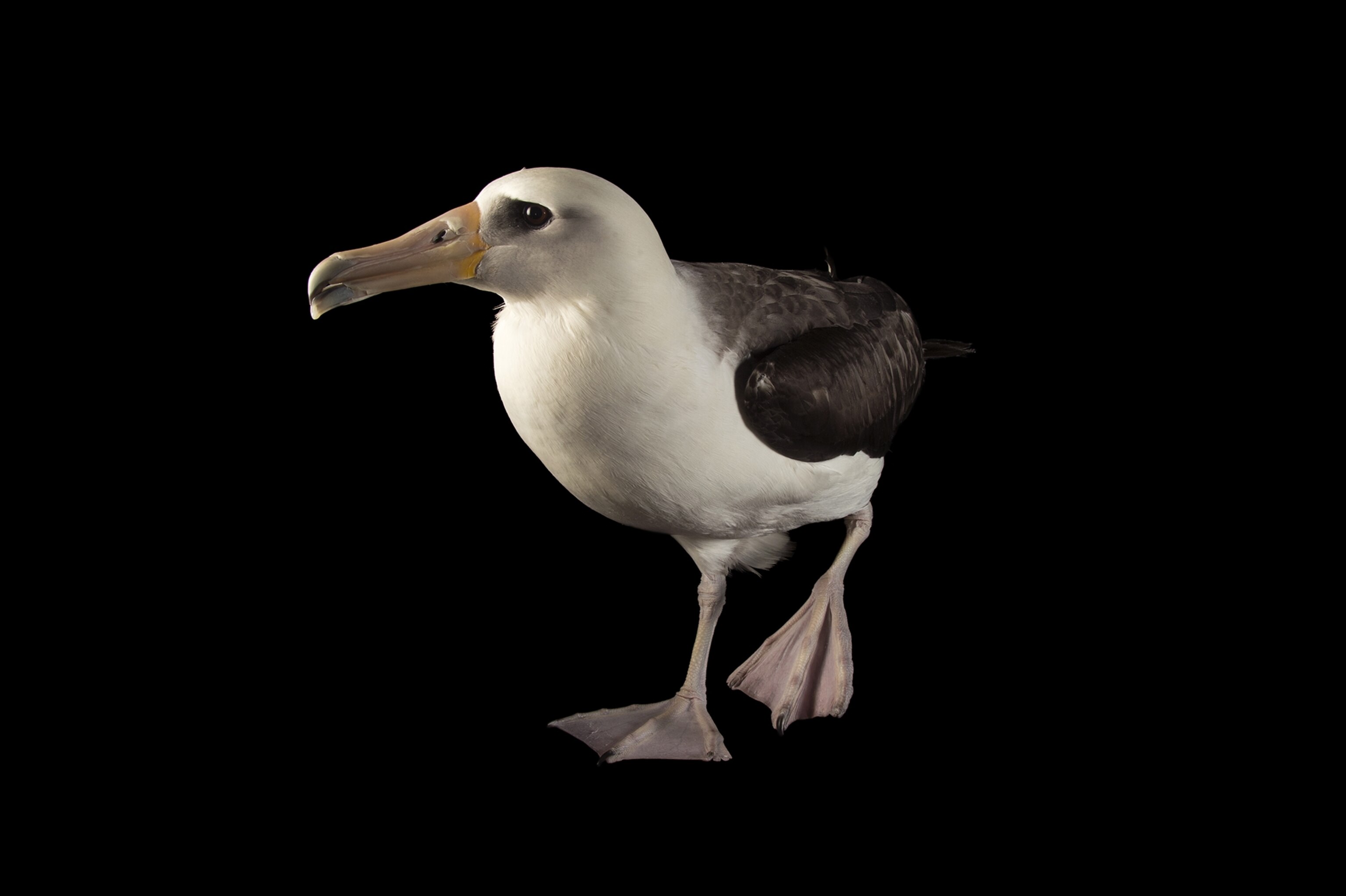 Albatrosses | National Geographic