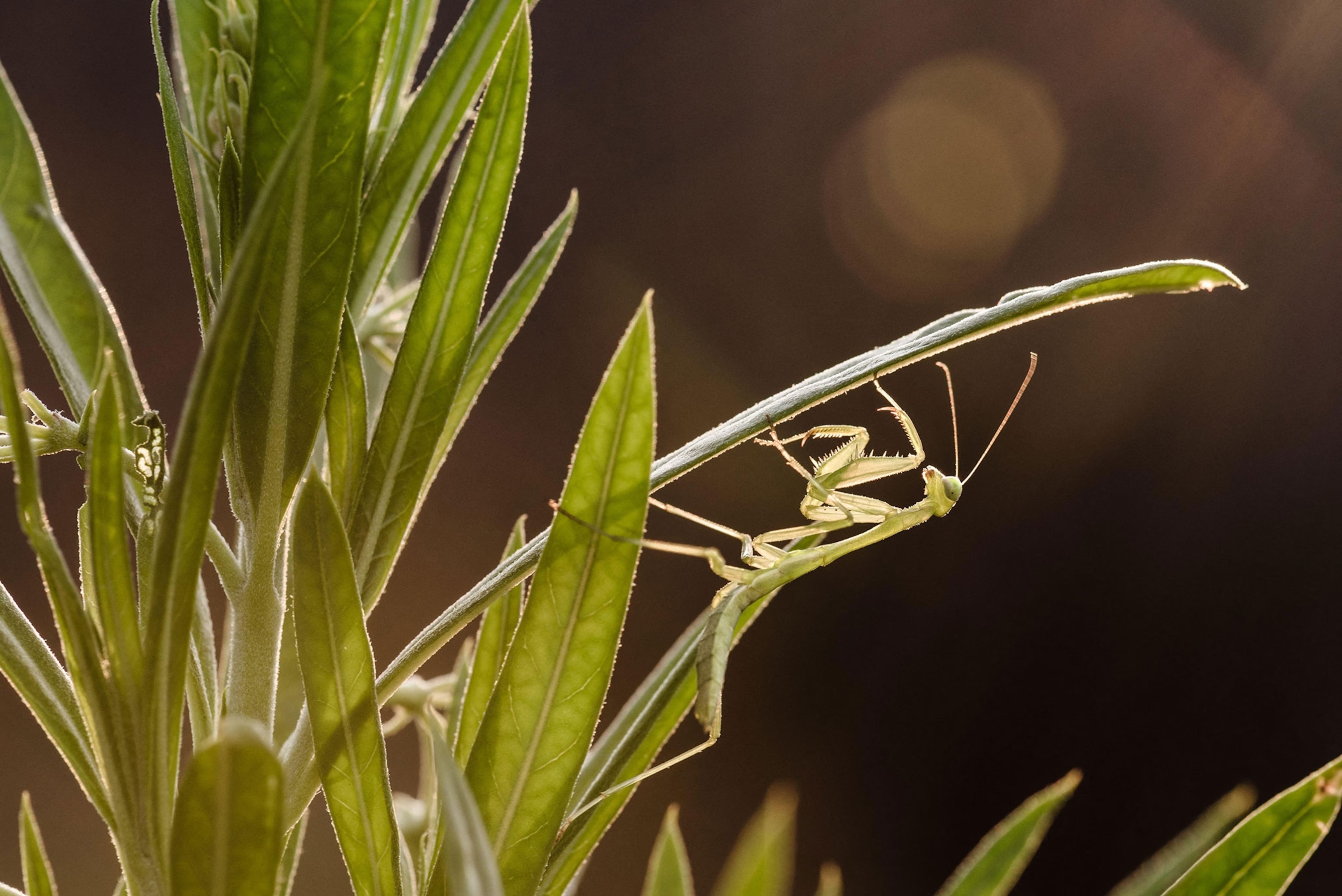A mantis on a leaf.