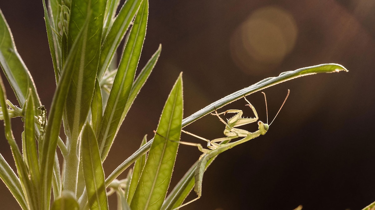 The little-known phenomenon that's making it harder for some animals to mate in the wild