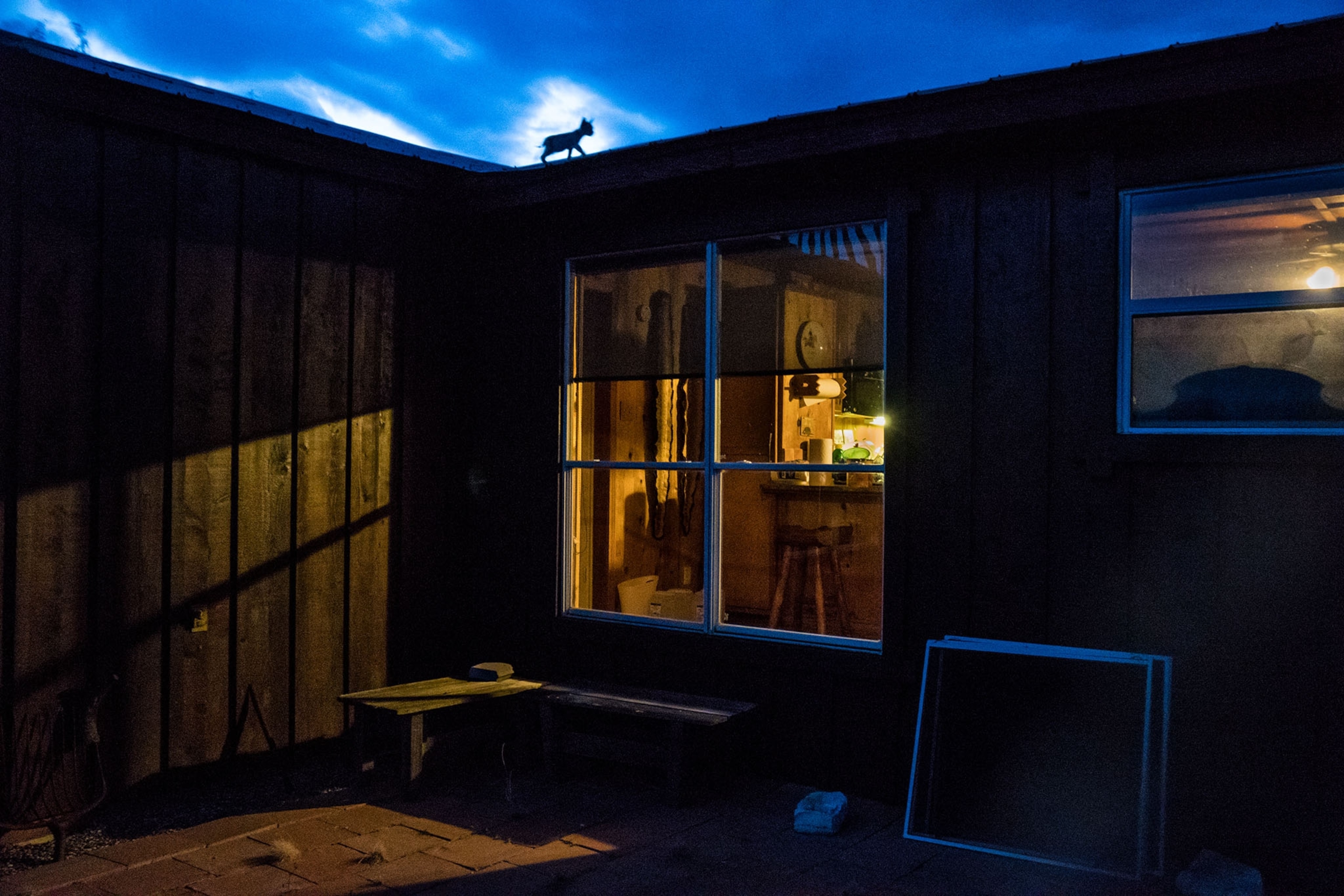 a bobcat family on a ranch