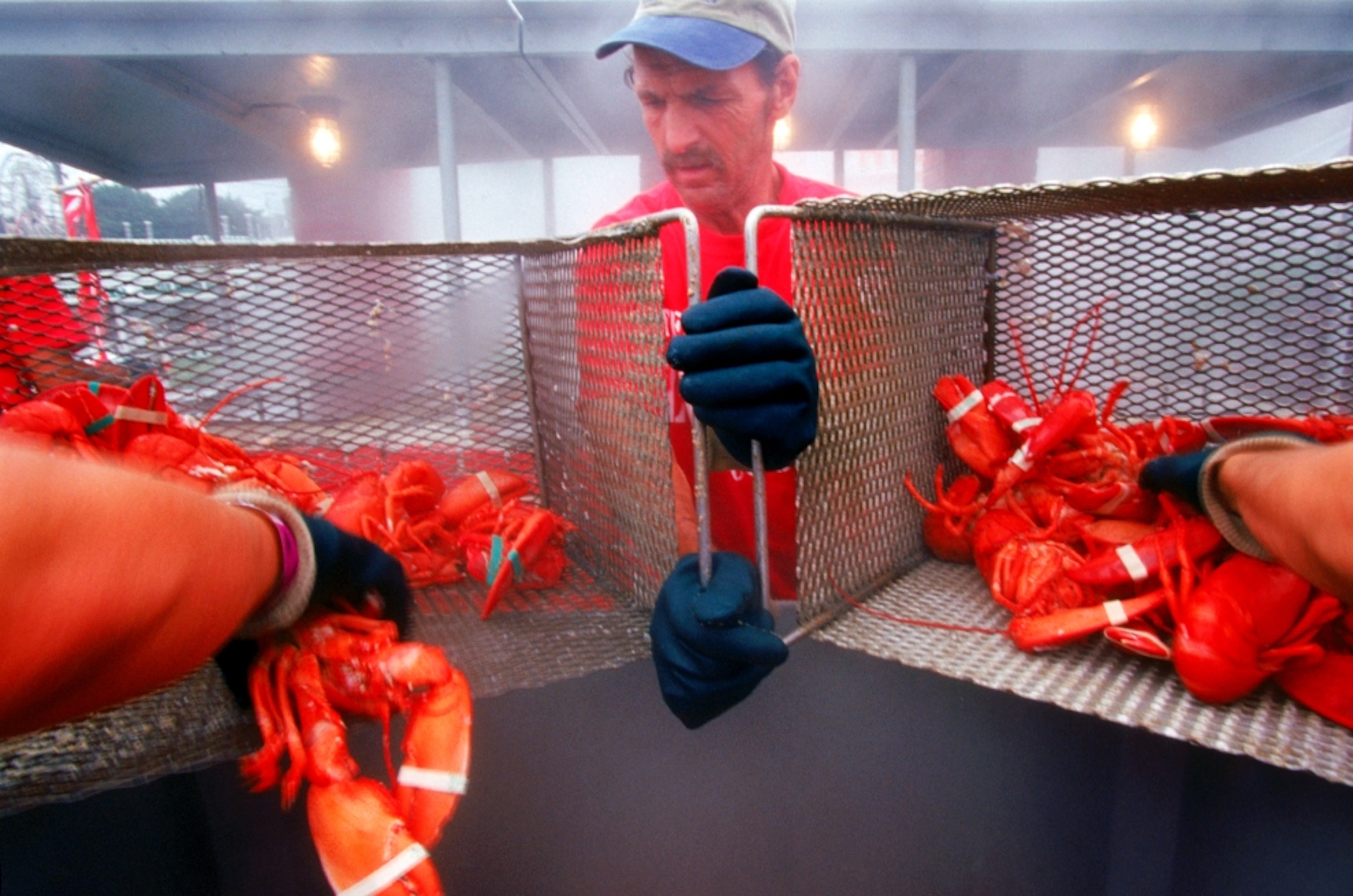 Man steaming lobsters in Rockland Maine at the Lobster Festival in 2010