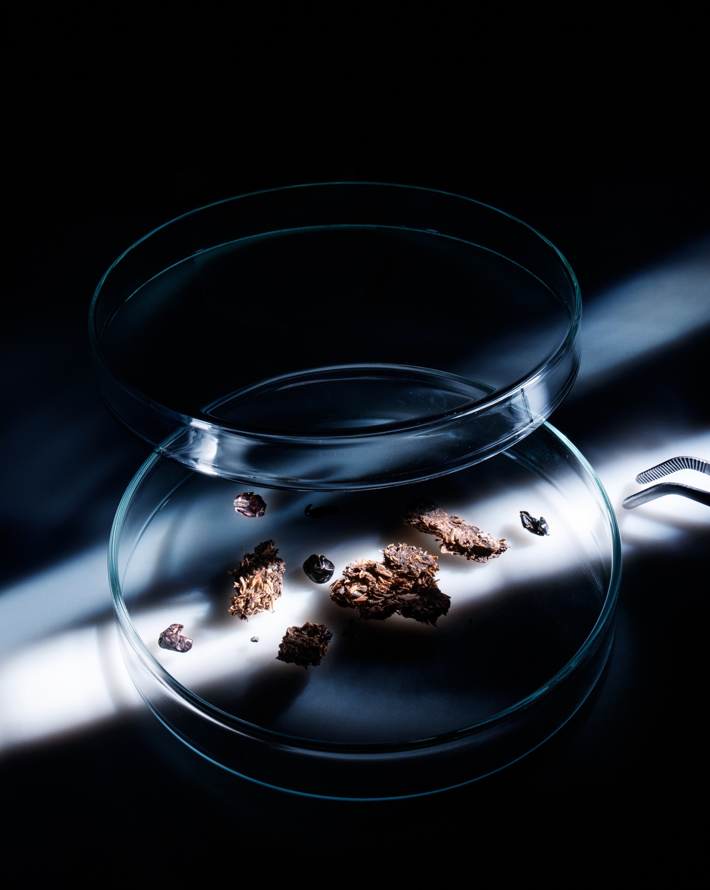 On top of a surface there is a Petri dish with the lid mostly off and slightly resting on top the edge of the base of the dish. Inside the dish there are several clumps, ranging from small to medium sized, of feces samples. To the right of the Petri dish, the tip of a pair of tweezers is visible.