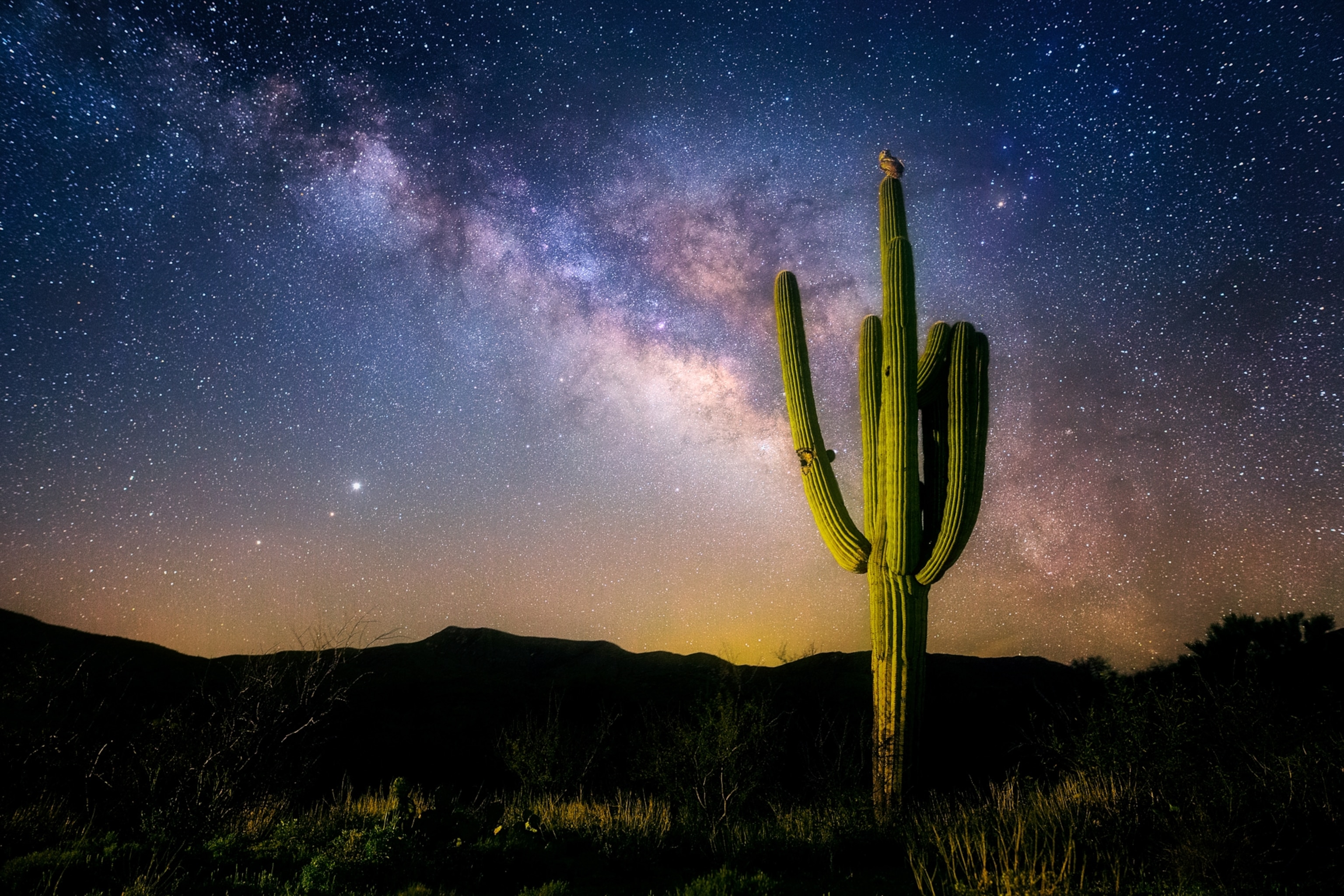 A tall cactus stands in a desert landscape at night, with the Milky Way and thousands of stars stretching across the sky above distant mountain silhouettes.