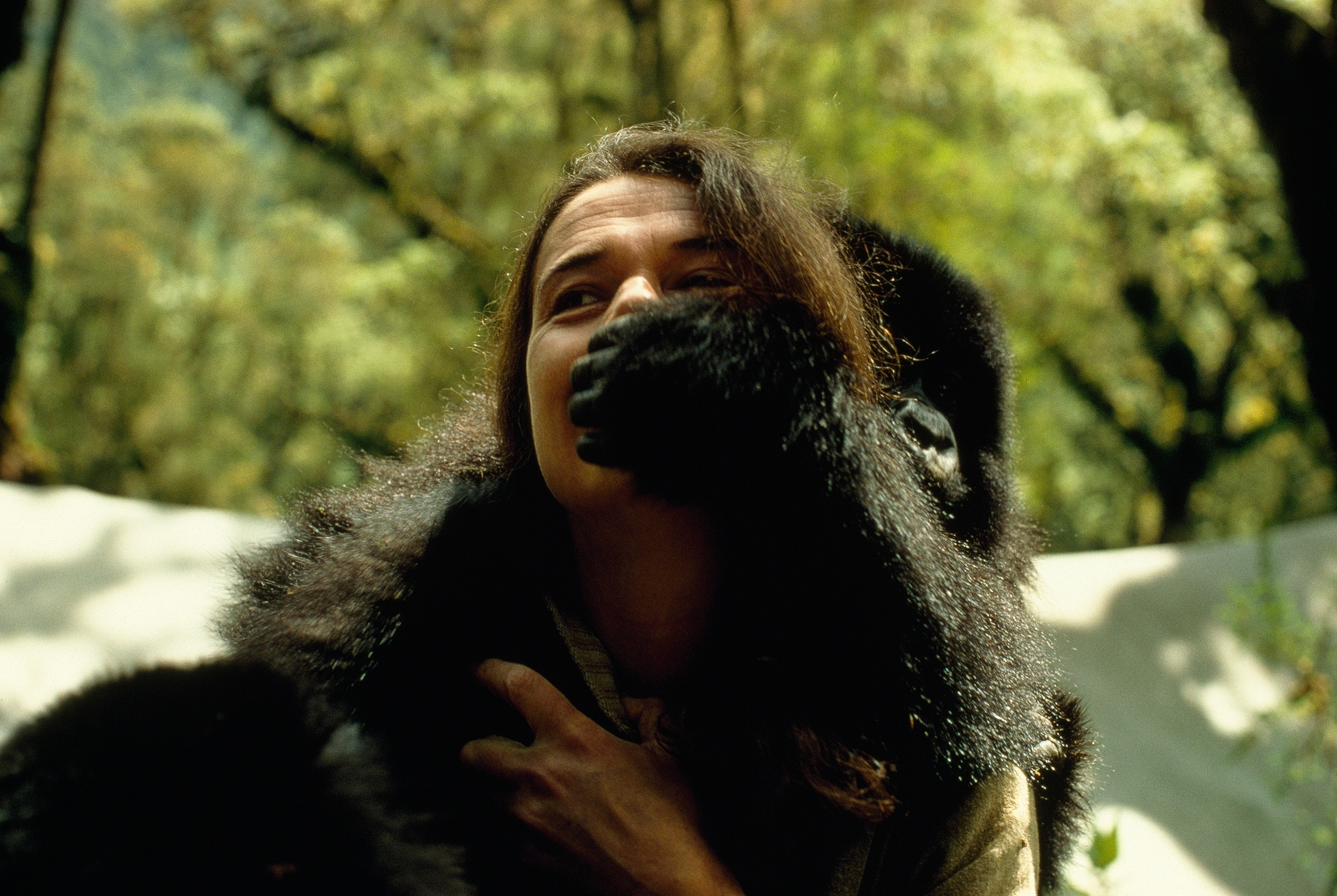 A young gorilla plays with Dian Fossey in the wild.