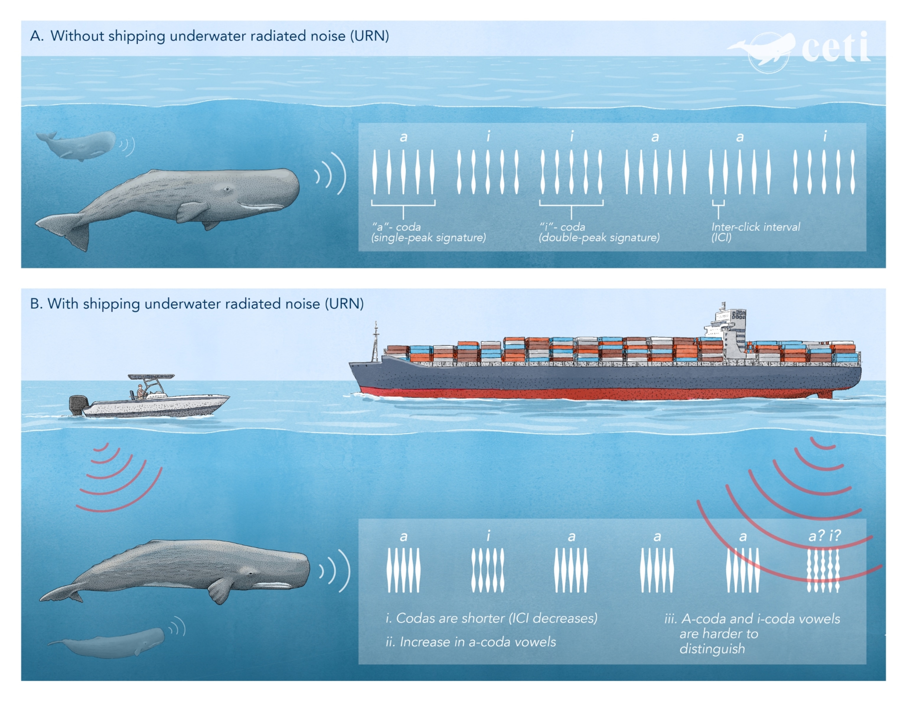Graphic on the impacts of shipping noise on sperm whale communication.
