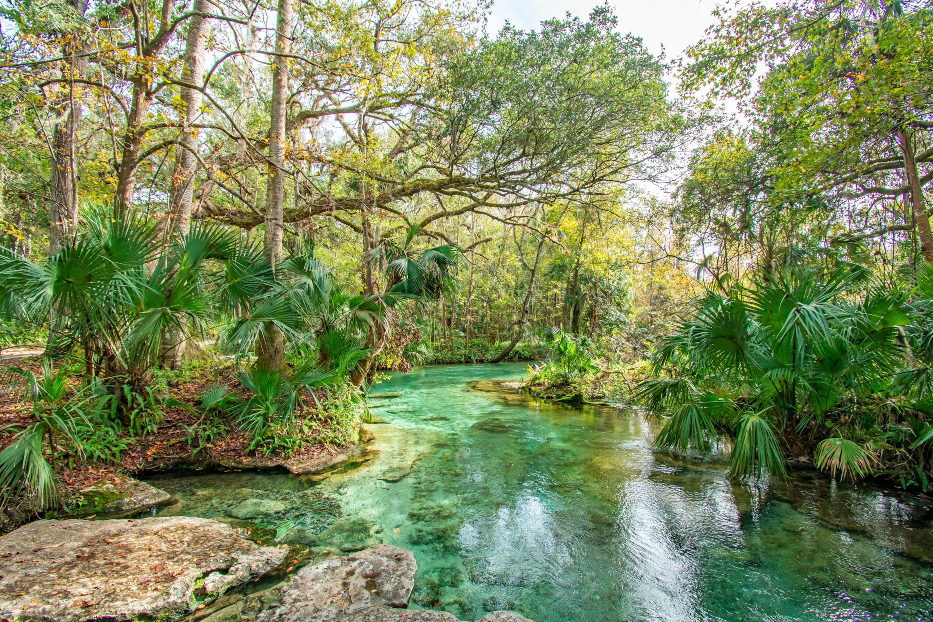Natural freshwater spring at Kelly Rock Springs Park in Apopka, Florida just north of Orlando.