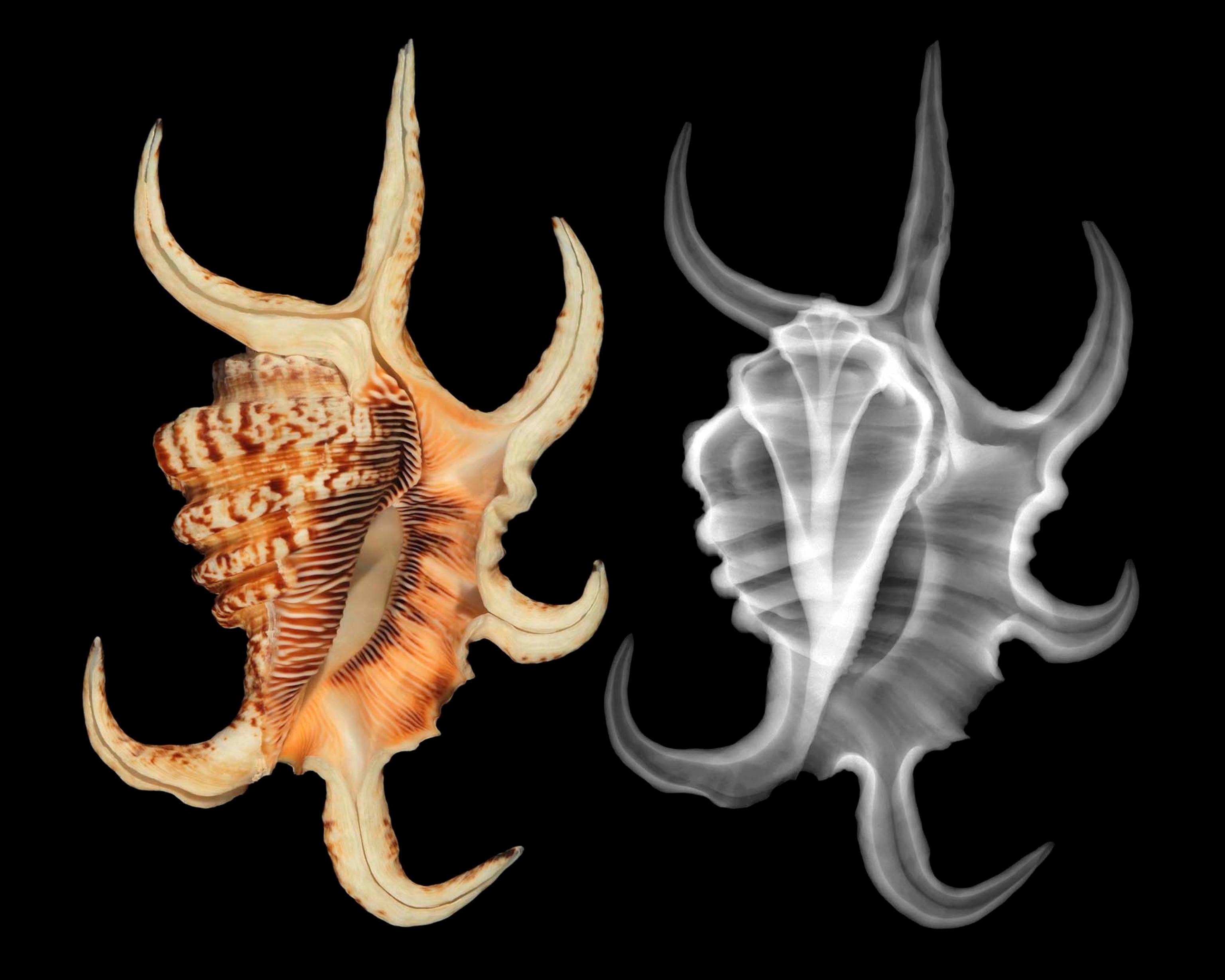 A spotted conch shell protruding in different directions sits next to an x-ray image of the same shell.
