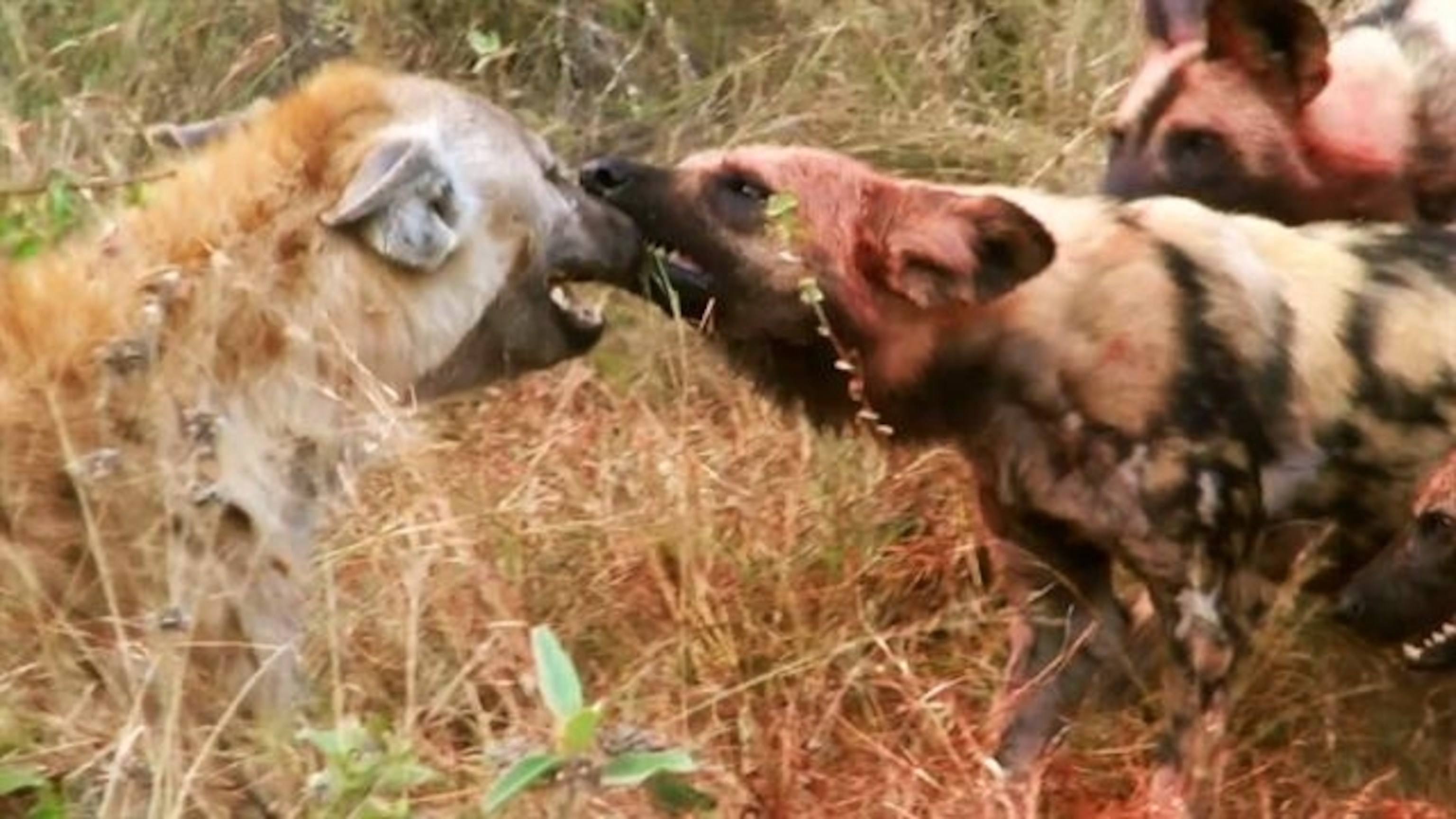 african pitbull hyena