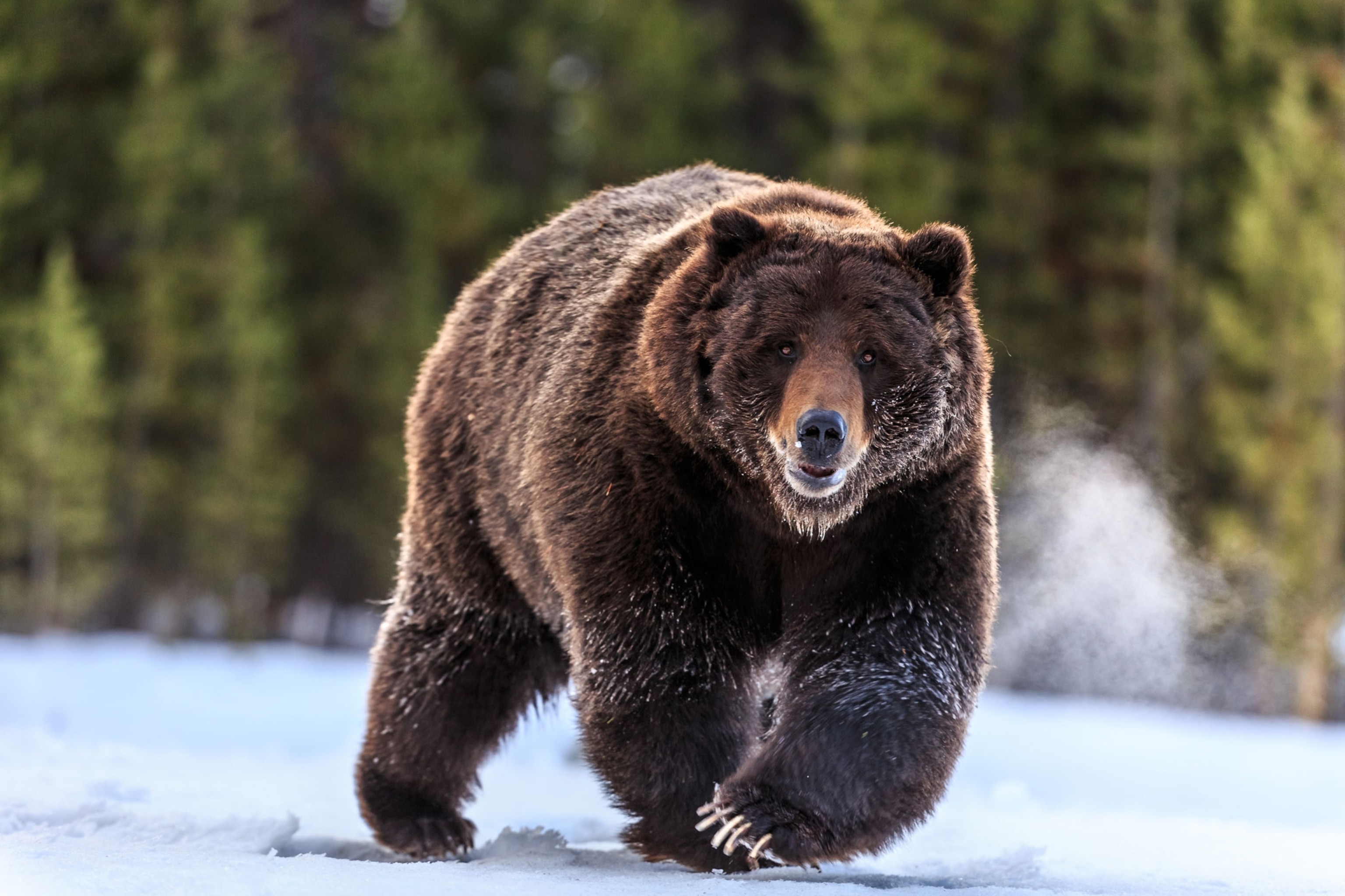 Grizzly Bear - Nature Canada