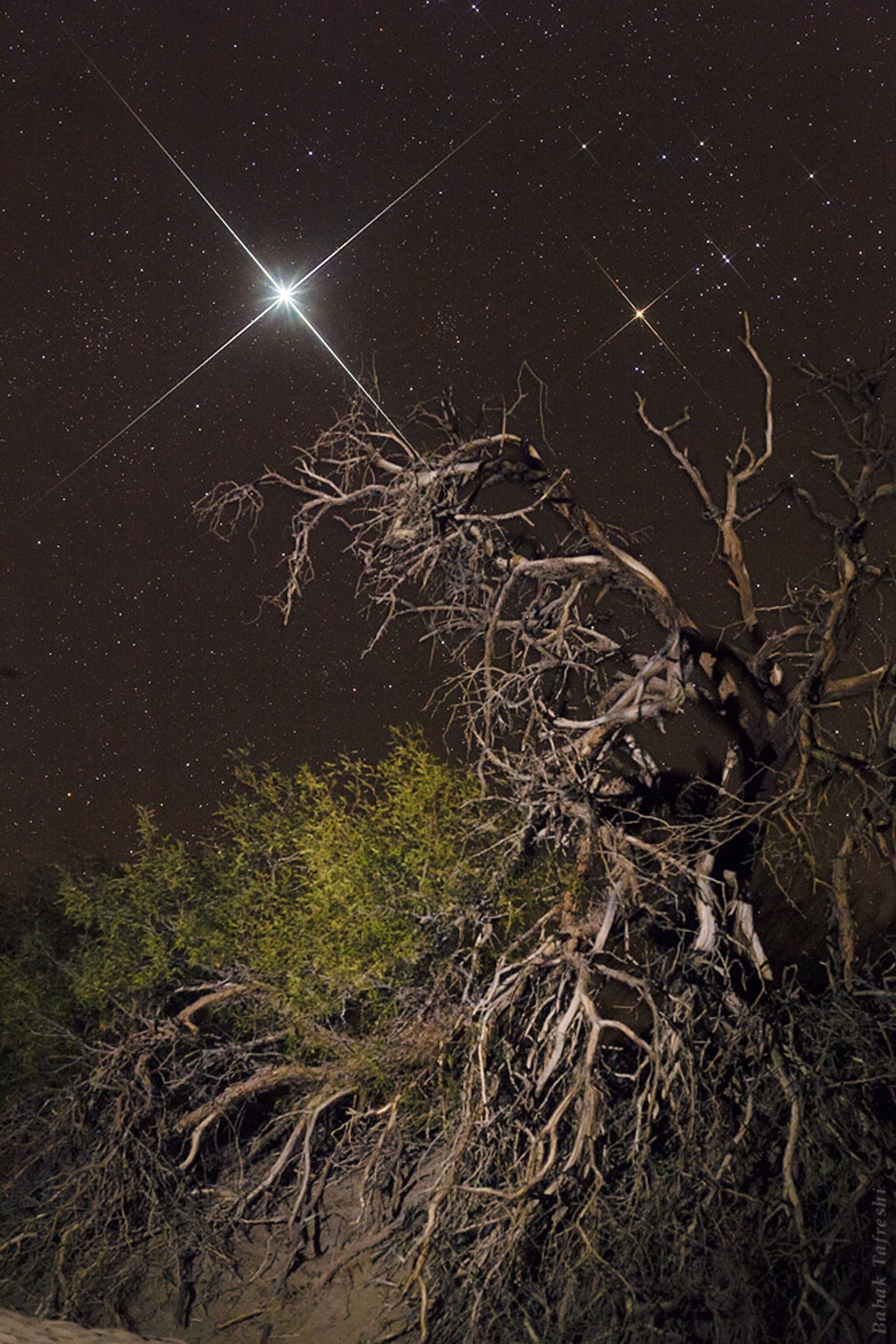 Jupiter seen above a desert mesquite tree in Death Valley, California