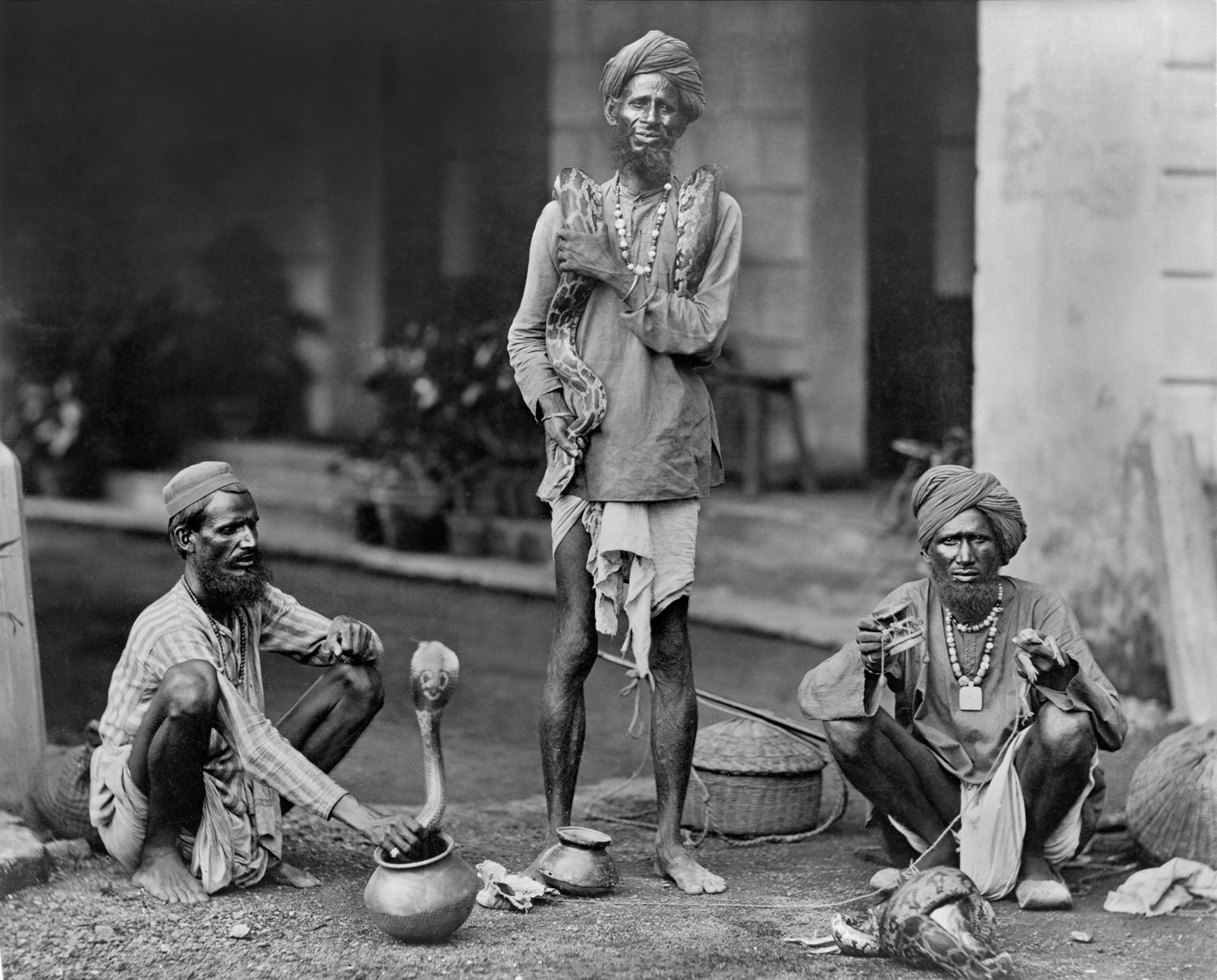 Three snake charmers in India. One on the left is crouched down as he handles a king cobra emerging from a pot. Another stands in the middle with a large boa constrictor draped across his shoulders. A third crouches on the right as he holds up a small drum and a lizard.