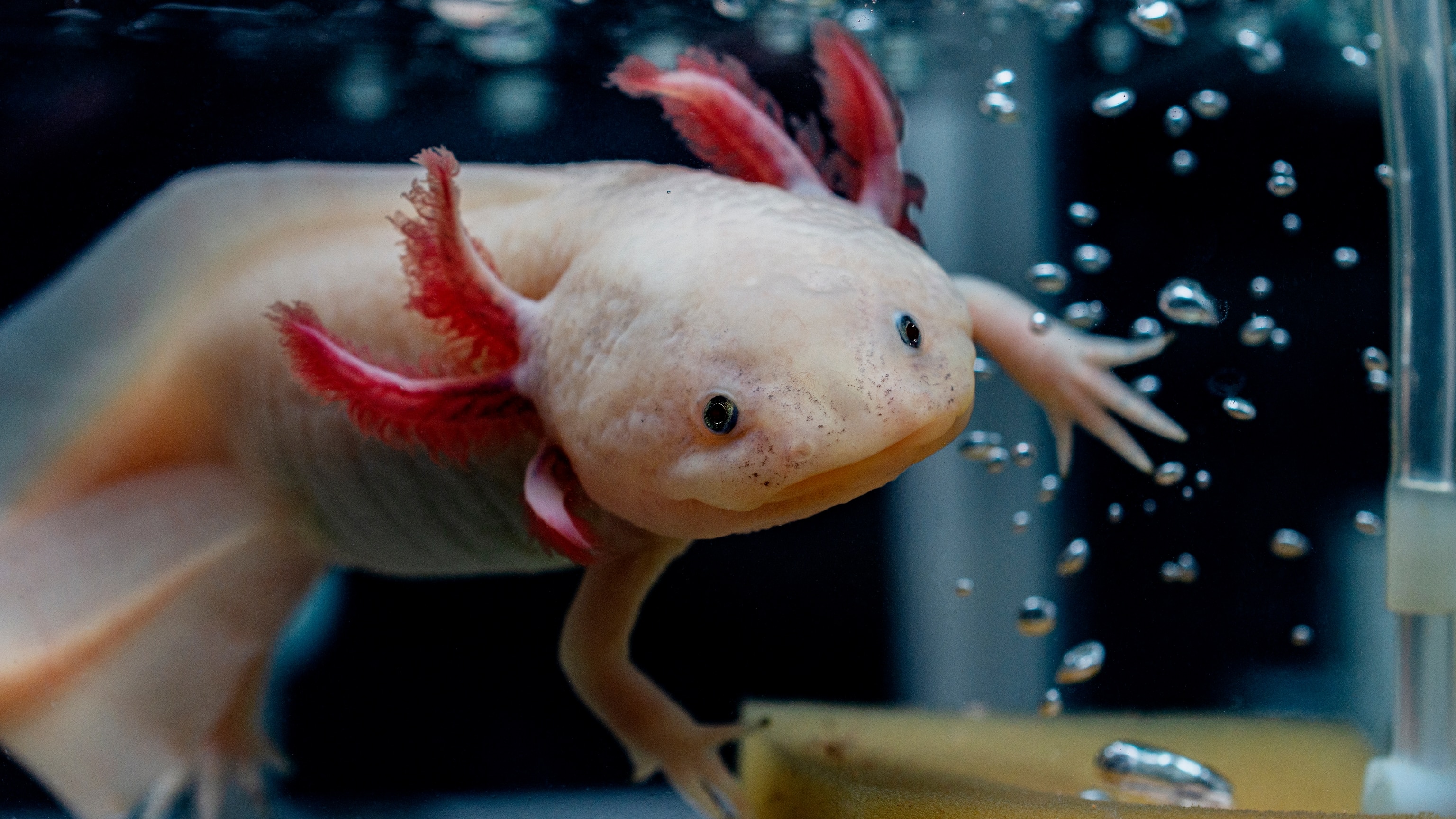 How axolotls' secret to pausing aging could change medicine