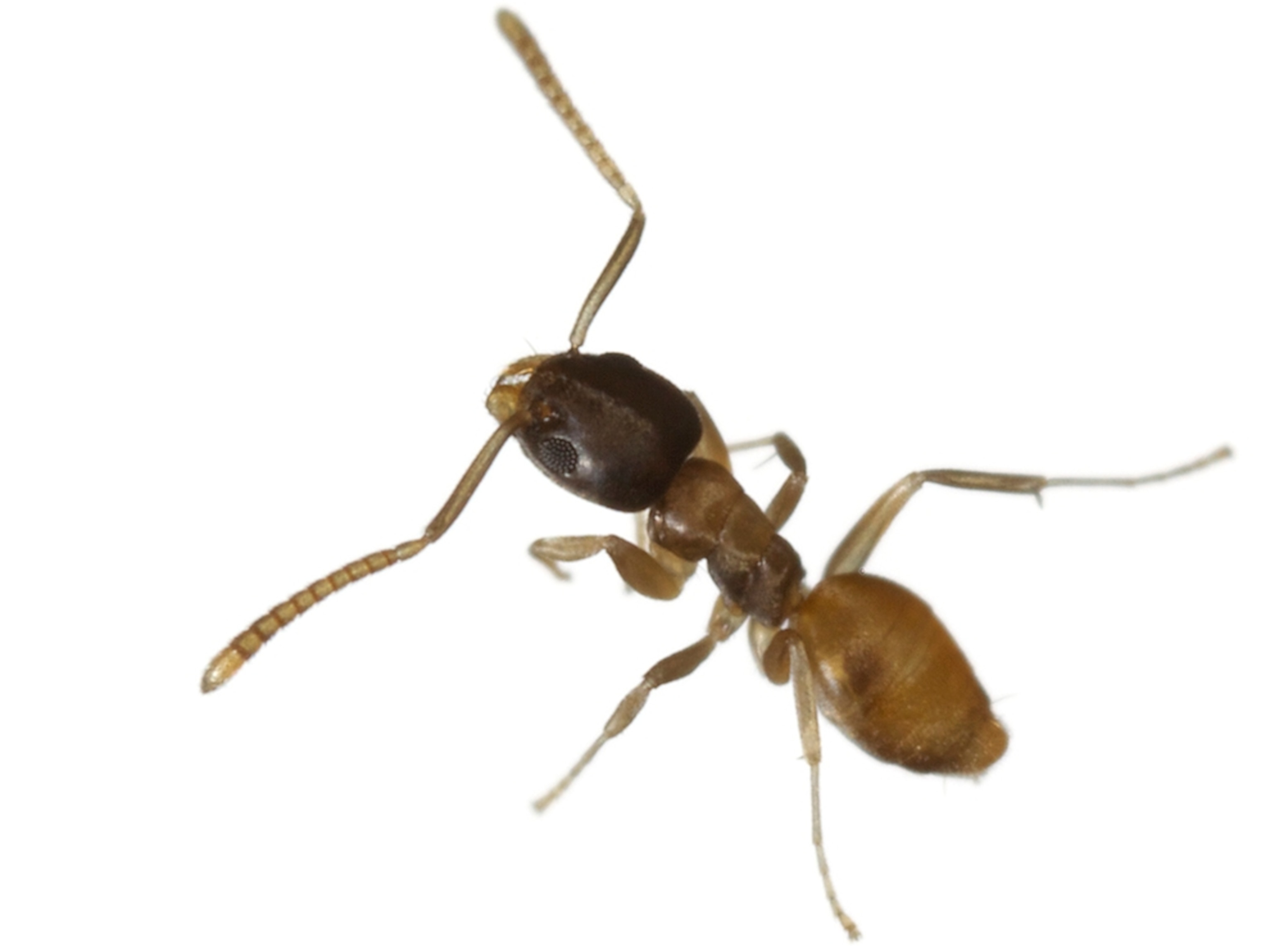 Common Name: Ghost Ant, Scientific Name: Tapinoma melanocephalum, Magnification: 5x,