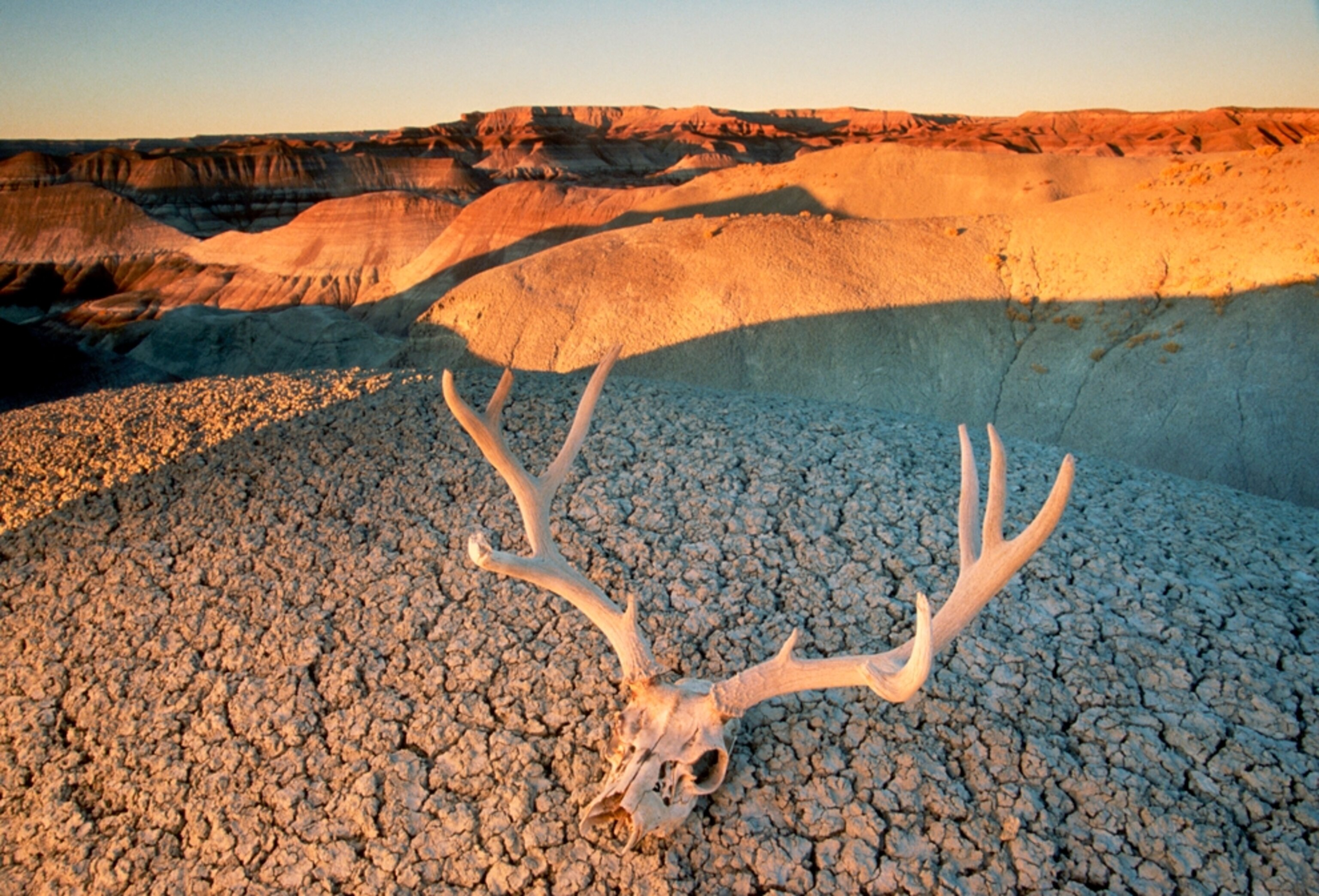 Deer skull picture - desert Southwest