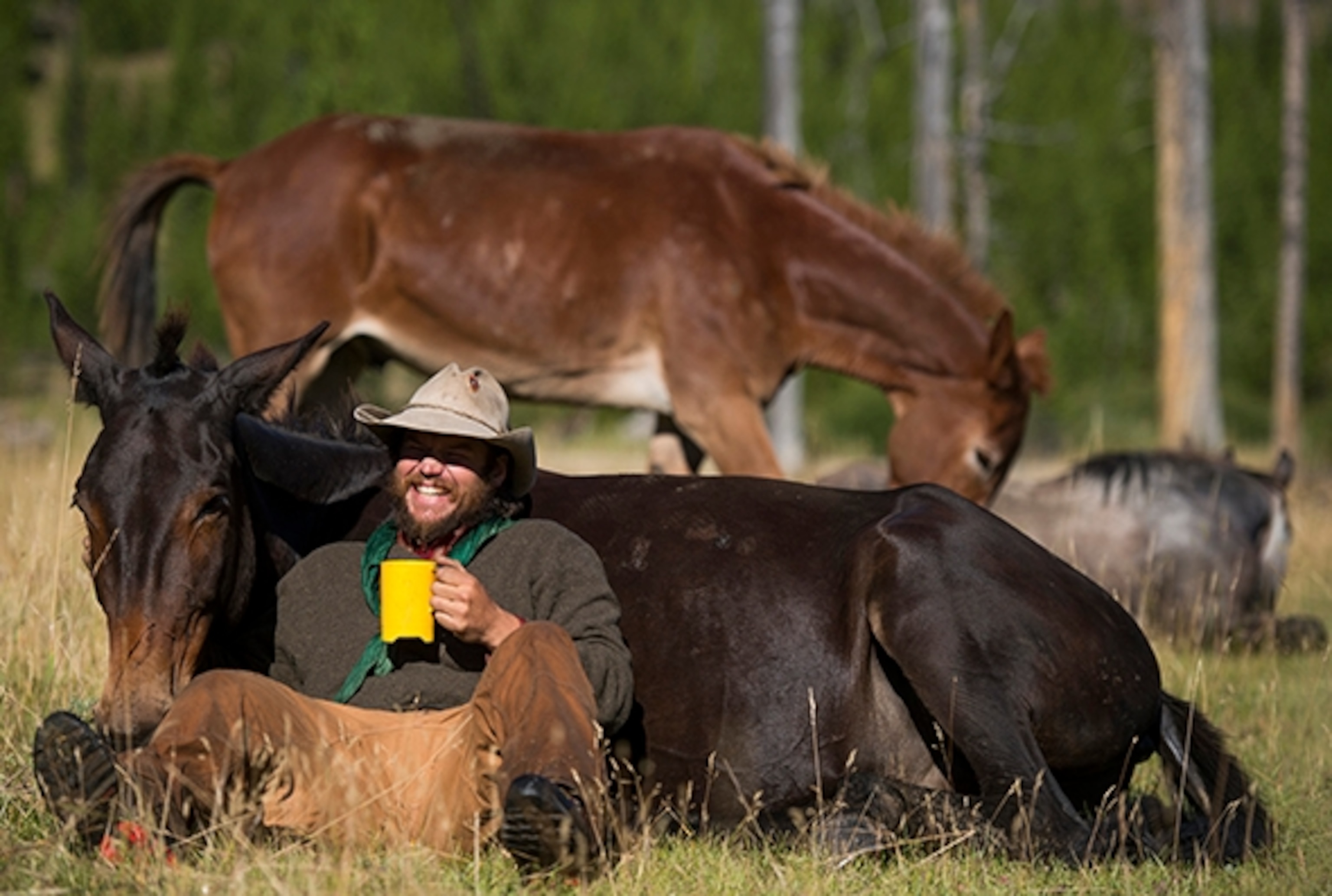 Army Special Forces veteran Ray Knell laughs as he uses his mule, Magic, as a couch for his morning coffee in Yellowstone National Park as he nears the end of his solo, 1000 mile ride from Lake George, CO to Manhattan, MT for the veterans group Heroes and Horses. Magic had never let Knell lay on him during the trip until this morning. When Knell finishes his ride in September, he will donate all his livestock, gear and money raised to the program, which takes veterans on extreme, expedition-style horse pack trips and teaches them skills they can use to get jobs; Photograph by Michael Ciaglo