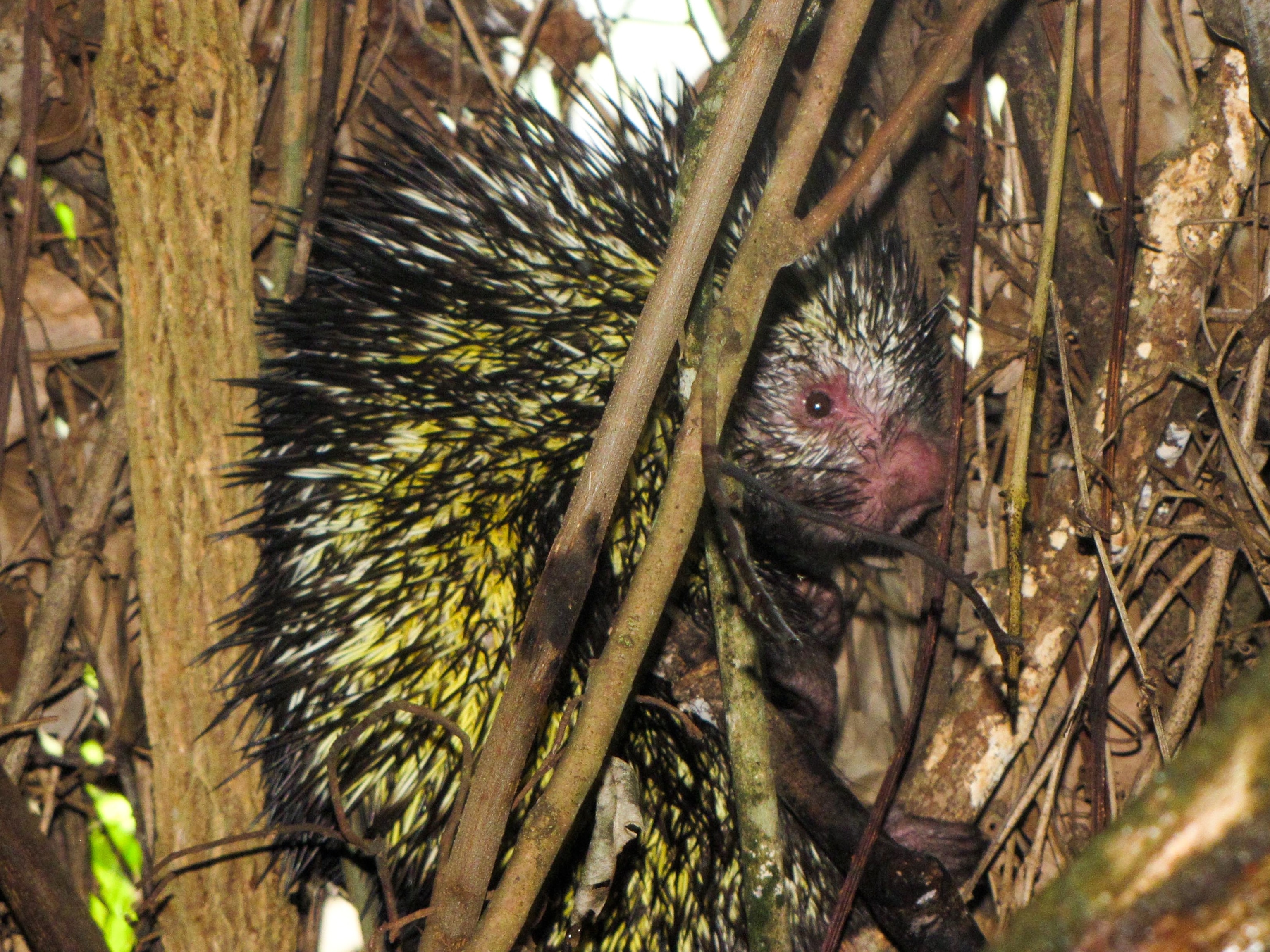 Enigmatic porcupine picture - one of the new species found during an expedition to Peru