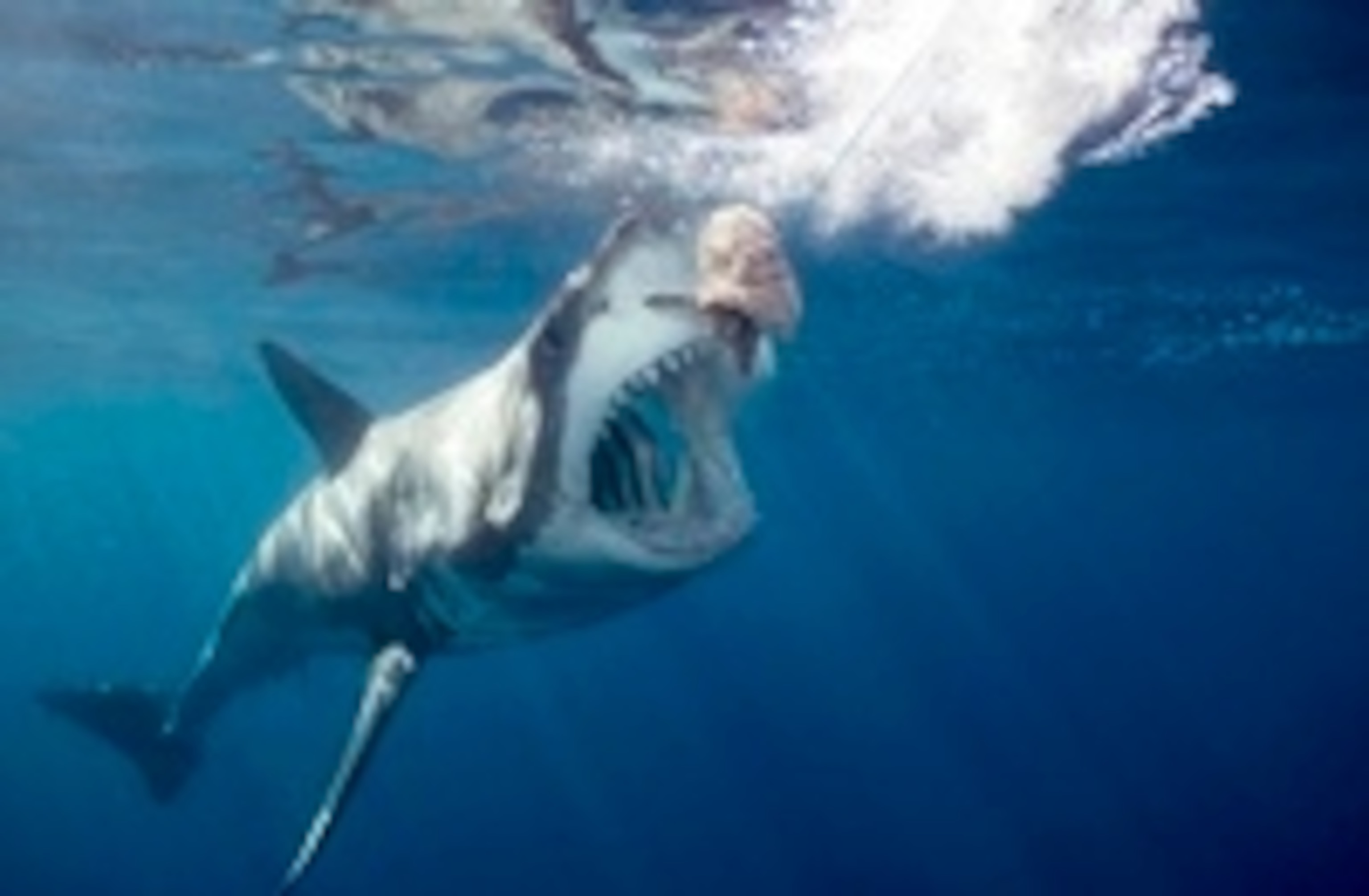 frink great white eat.jpg